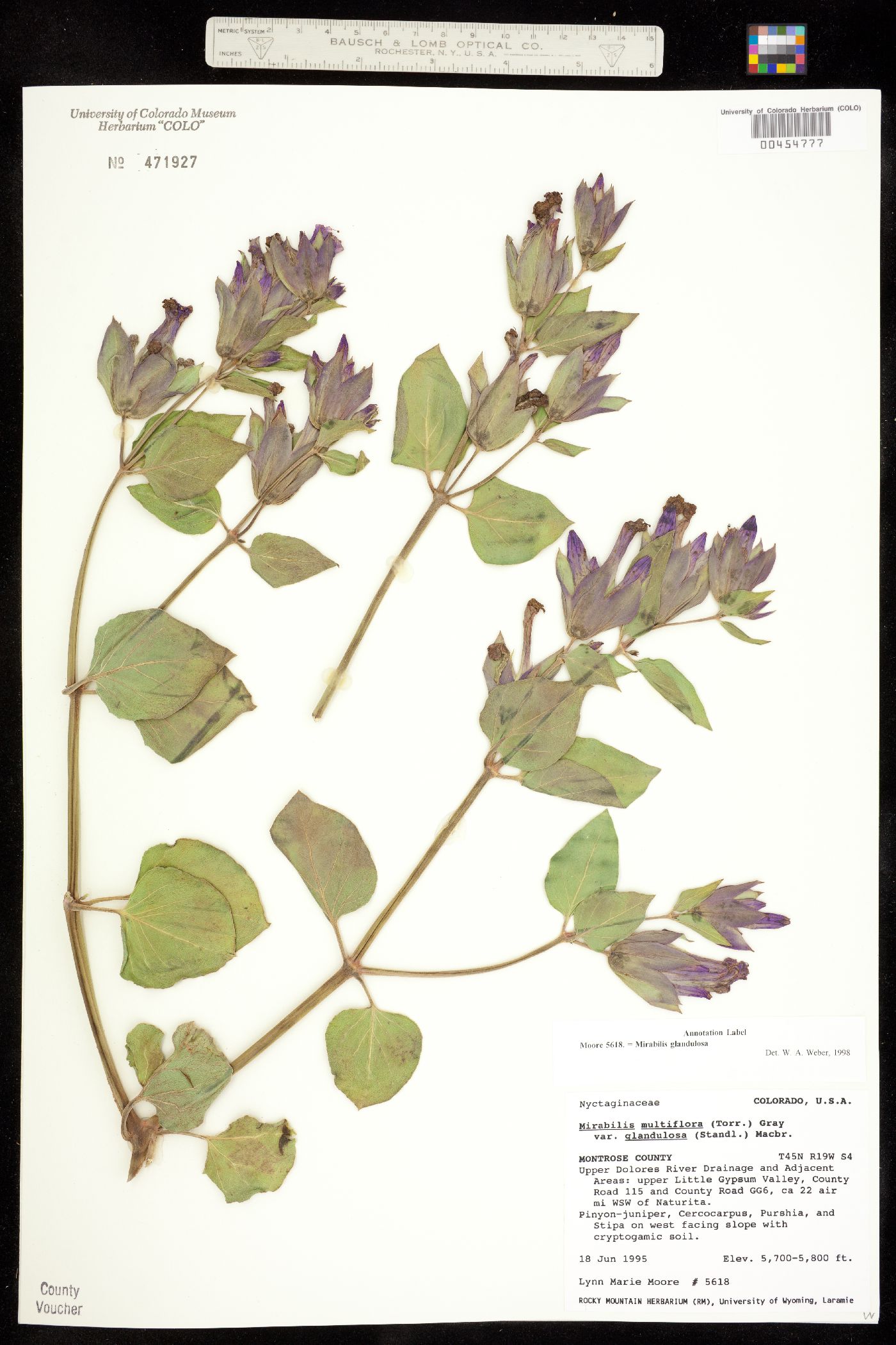 Mirabilis multiflora var. glandulosa image