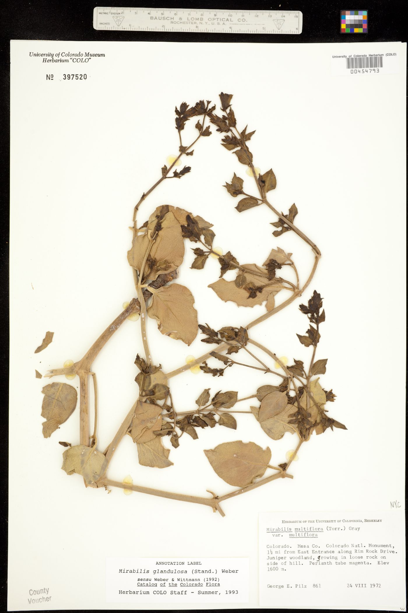 Mirabilis multiflora image