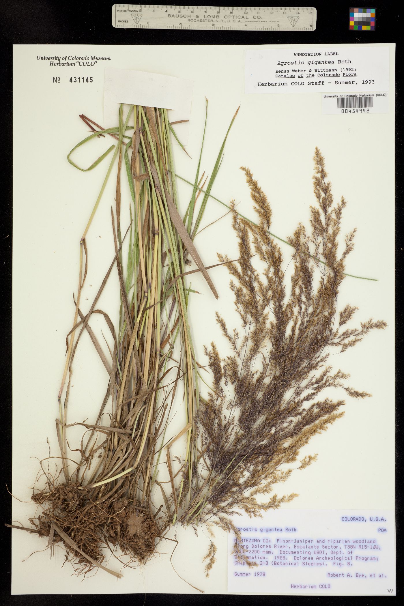 Agrostis gigantea image