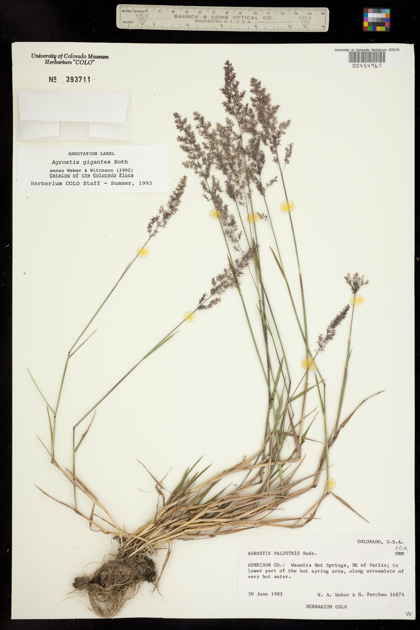 Agrostis image