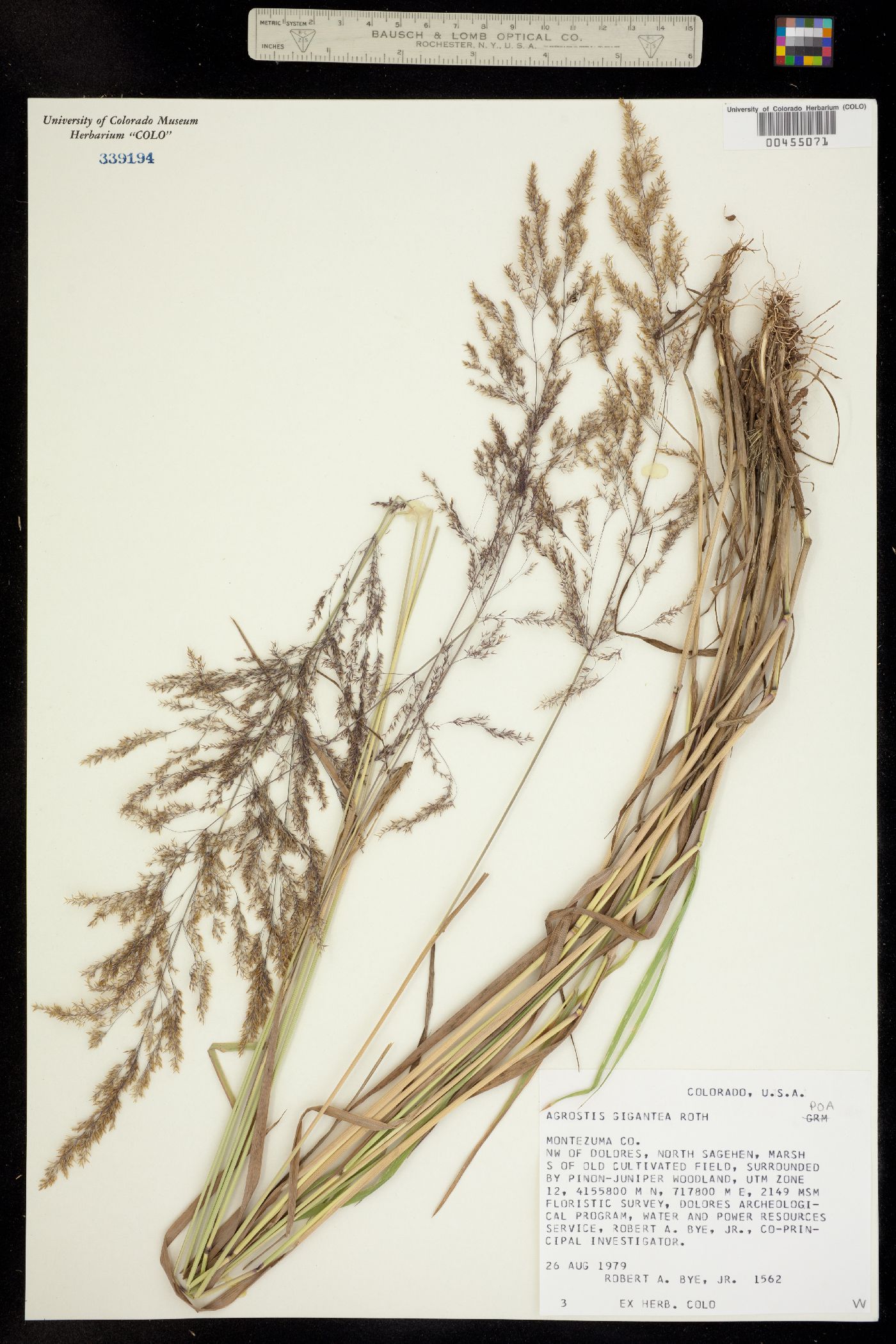 Agrostis image