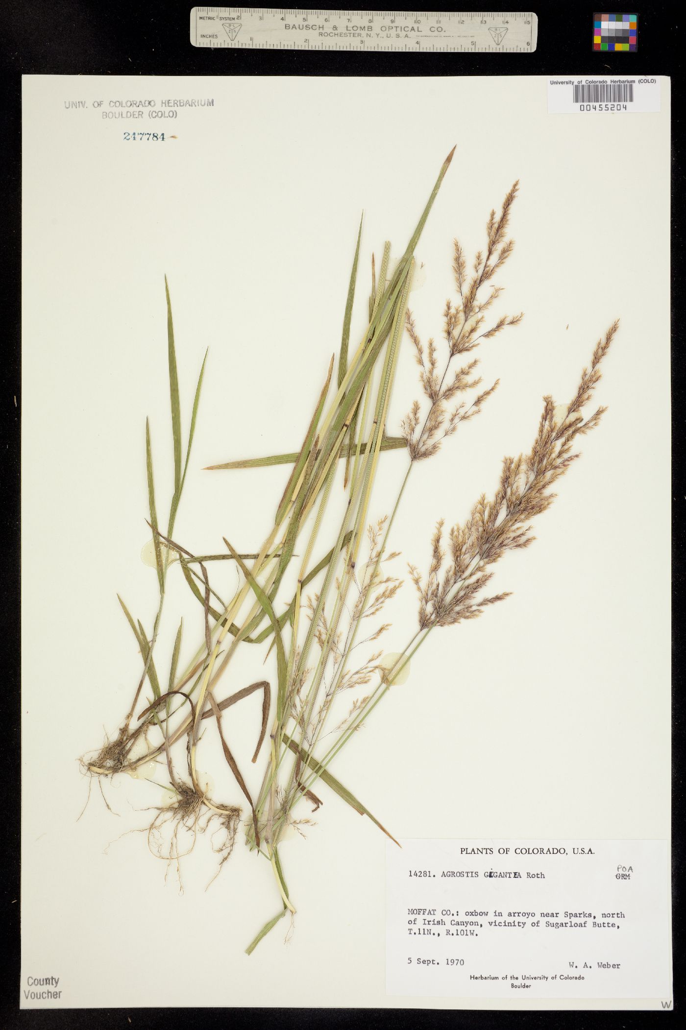 Agrostis gigantea image