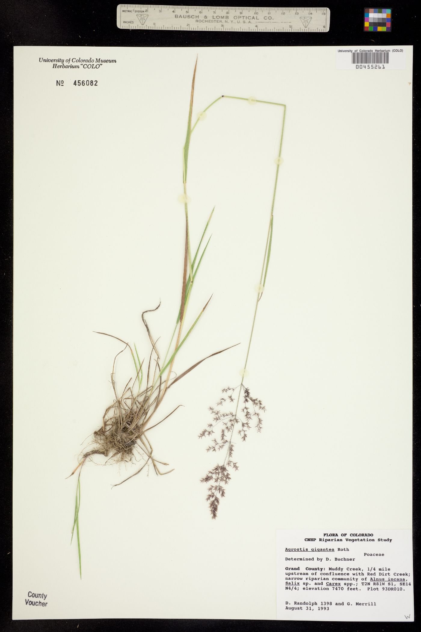 Agrostis gigantea image