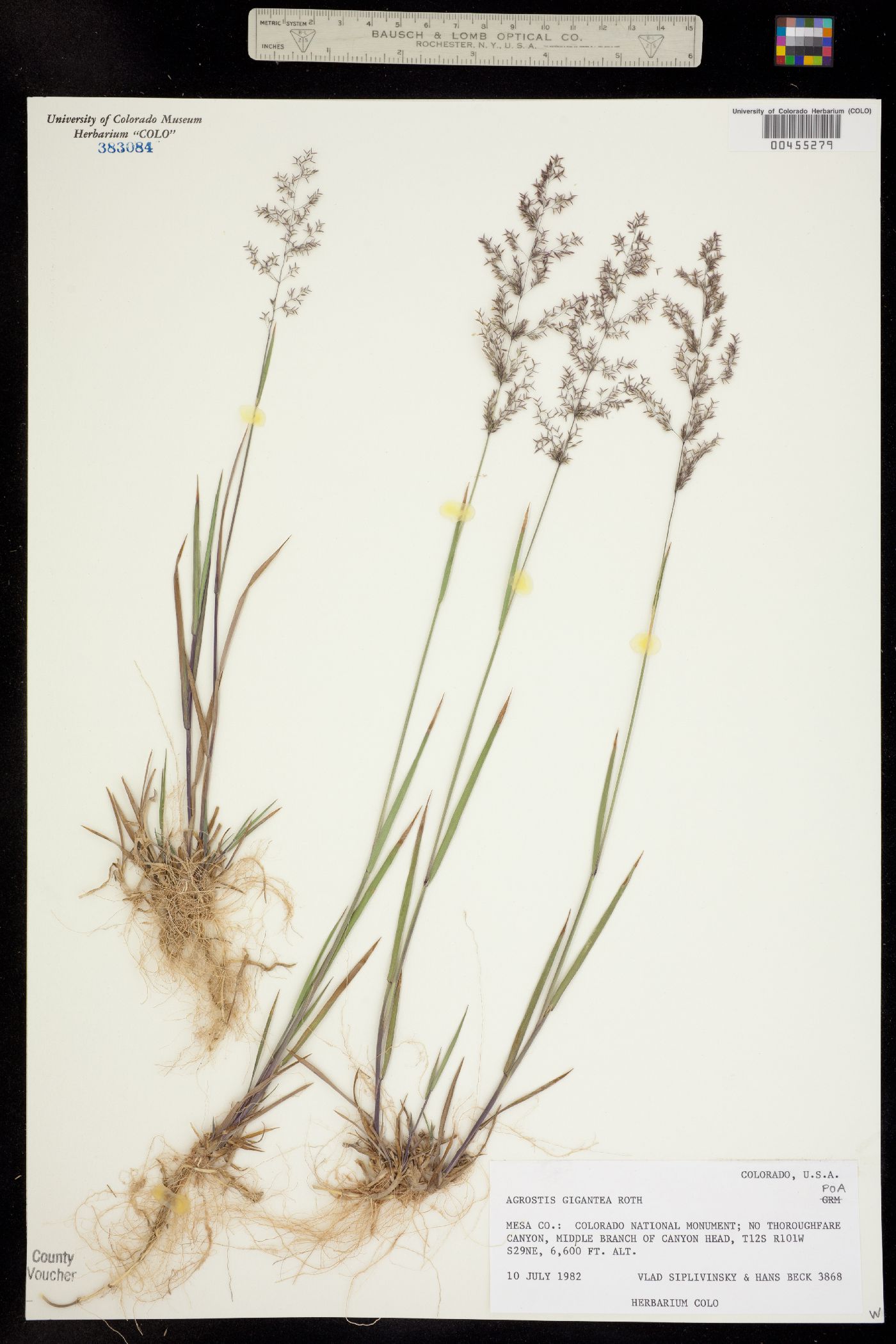 Agrostis gigantea image