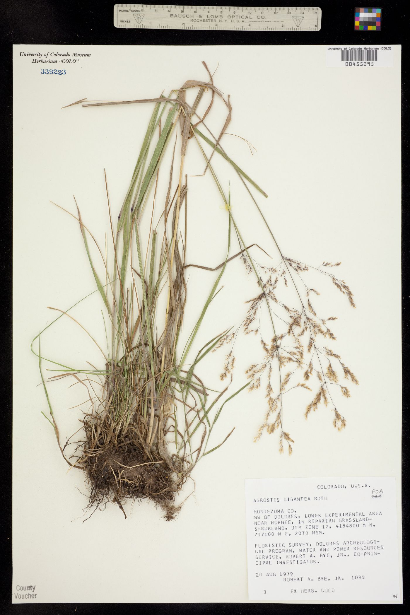 Agrostis image