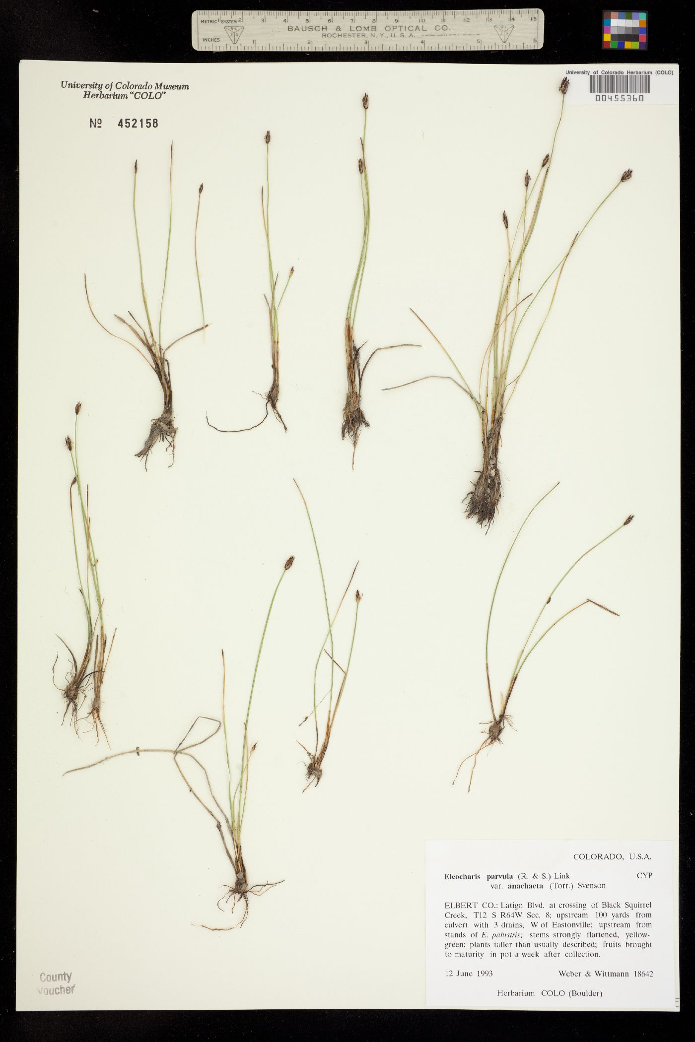 Eleocharis coloradoensis image
