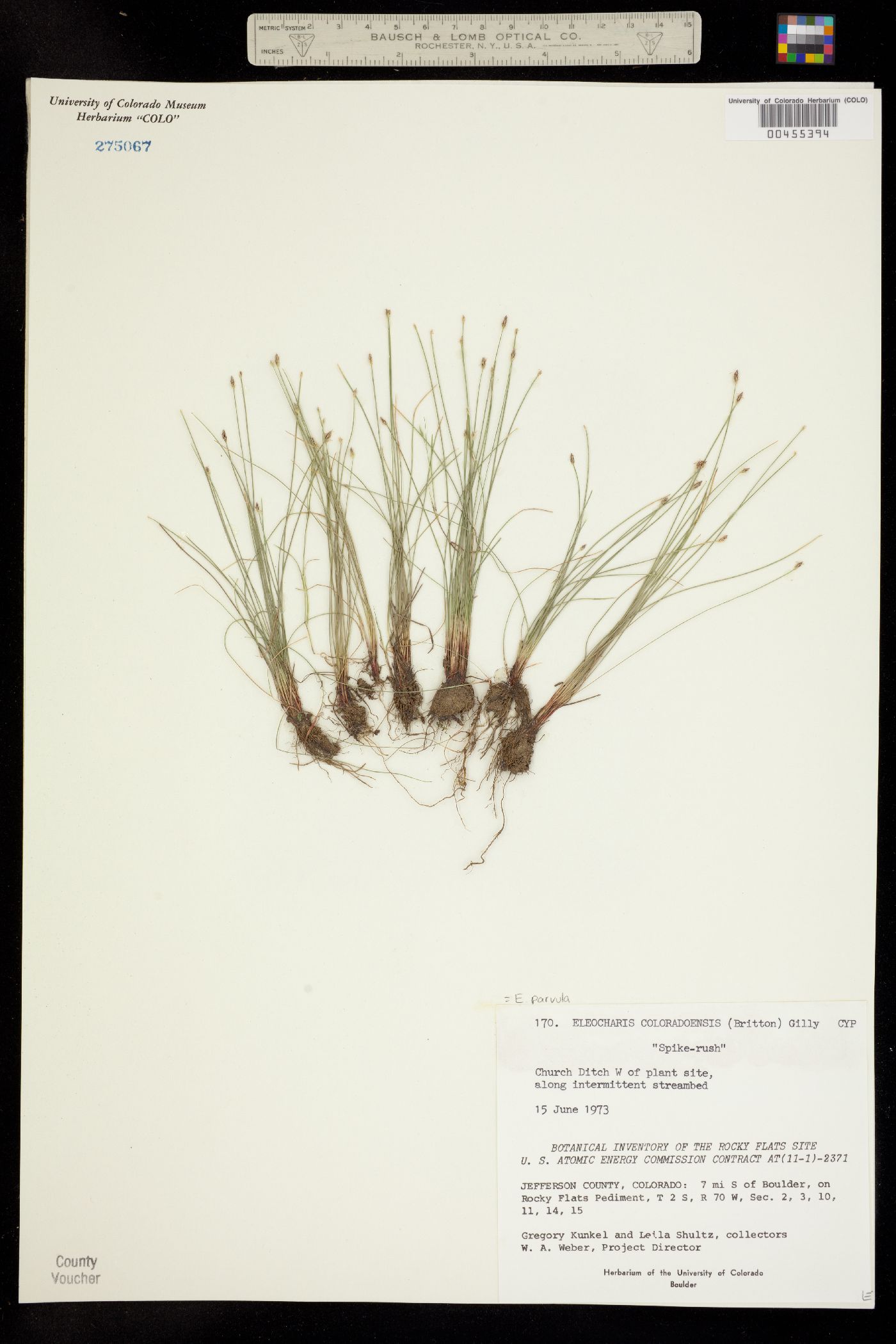 Eleocharis coloradoensis image