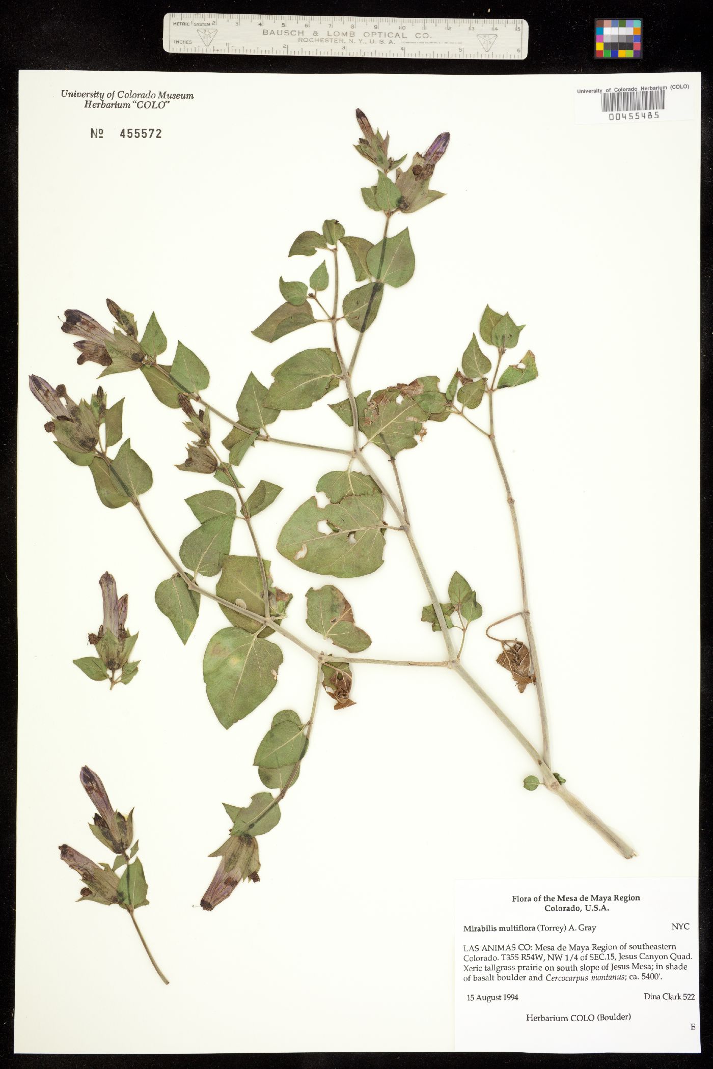 Nyctaginaceae image