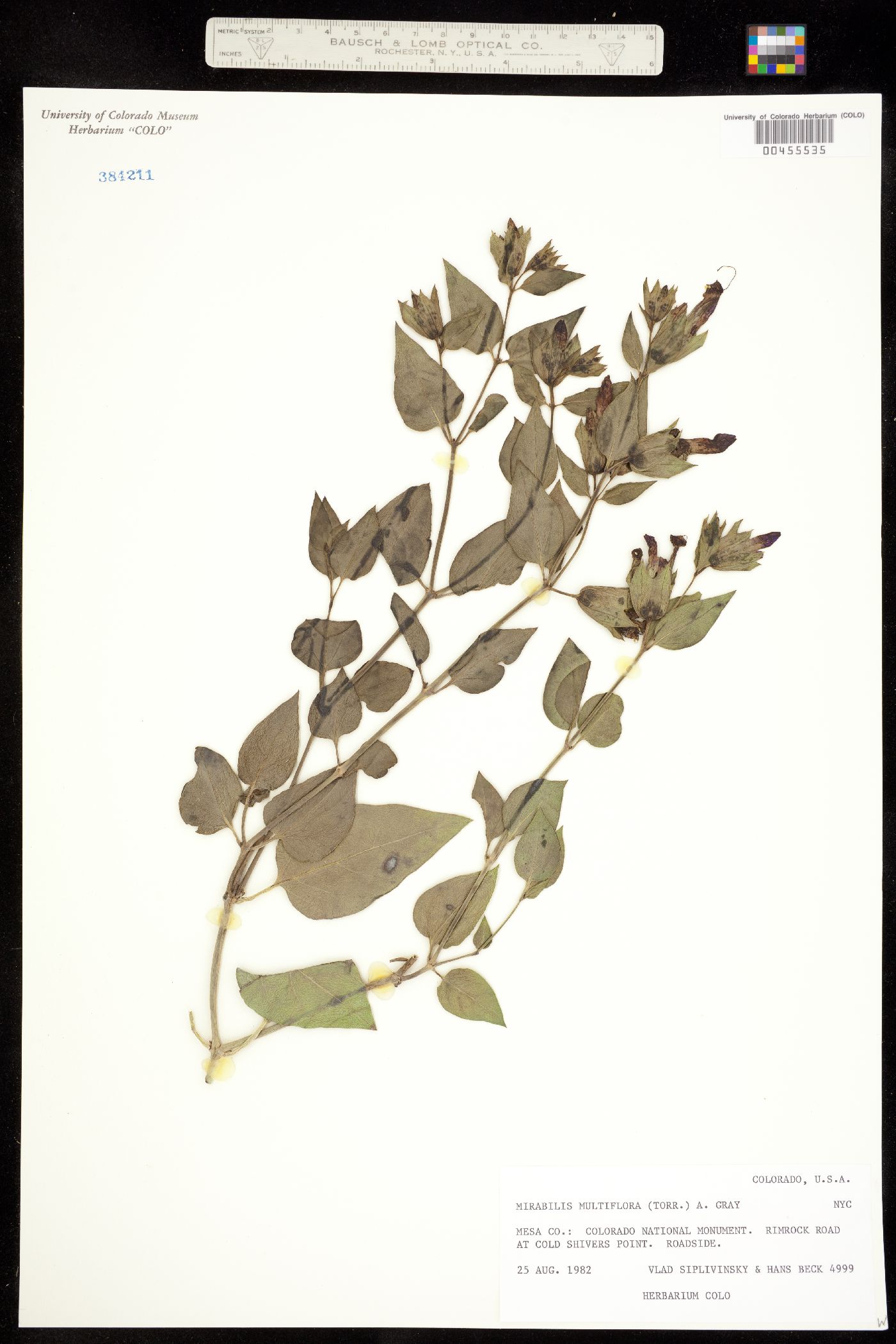 Mirabilis multiflora image