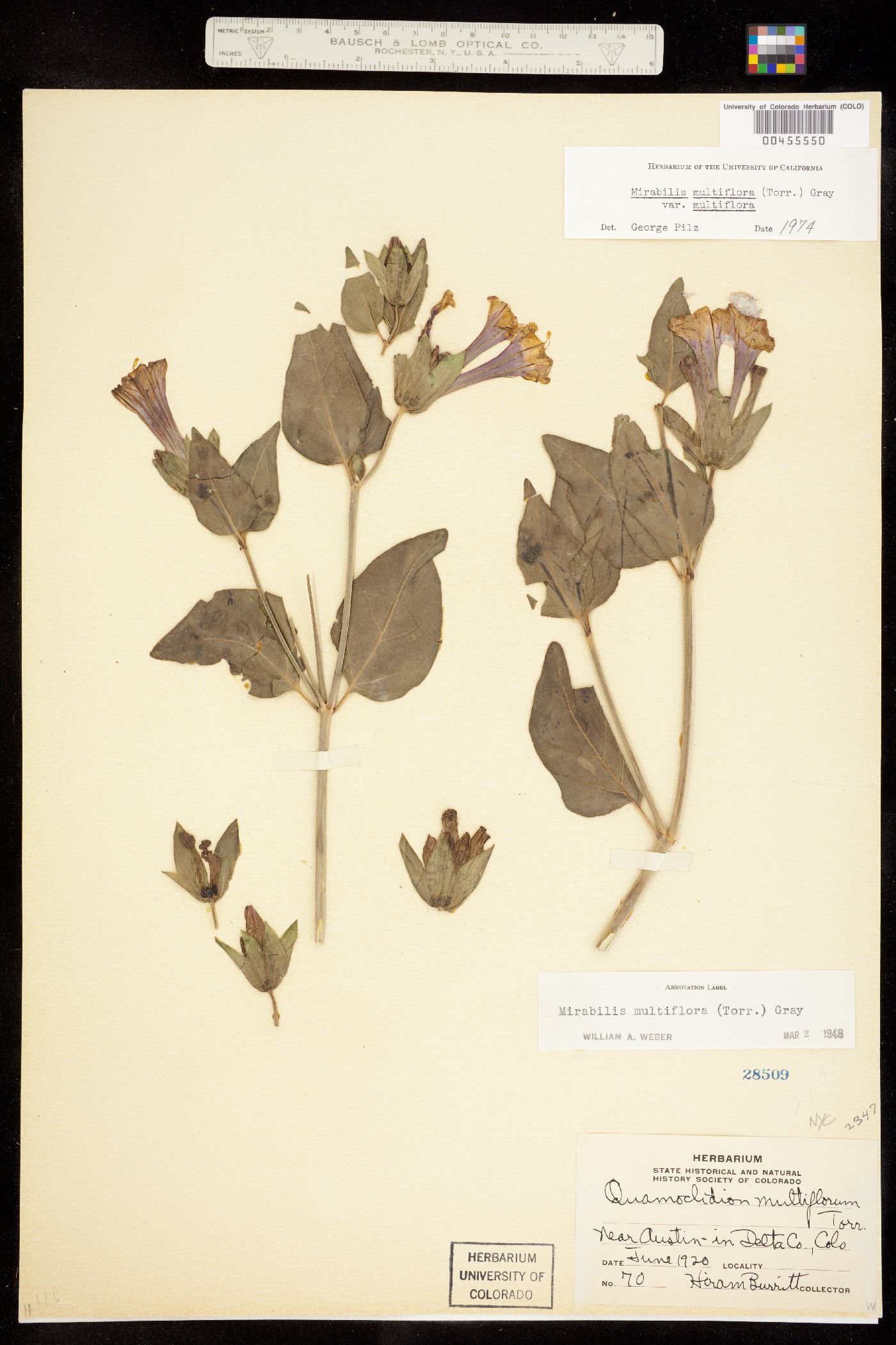 Nyctaginaceae image