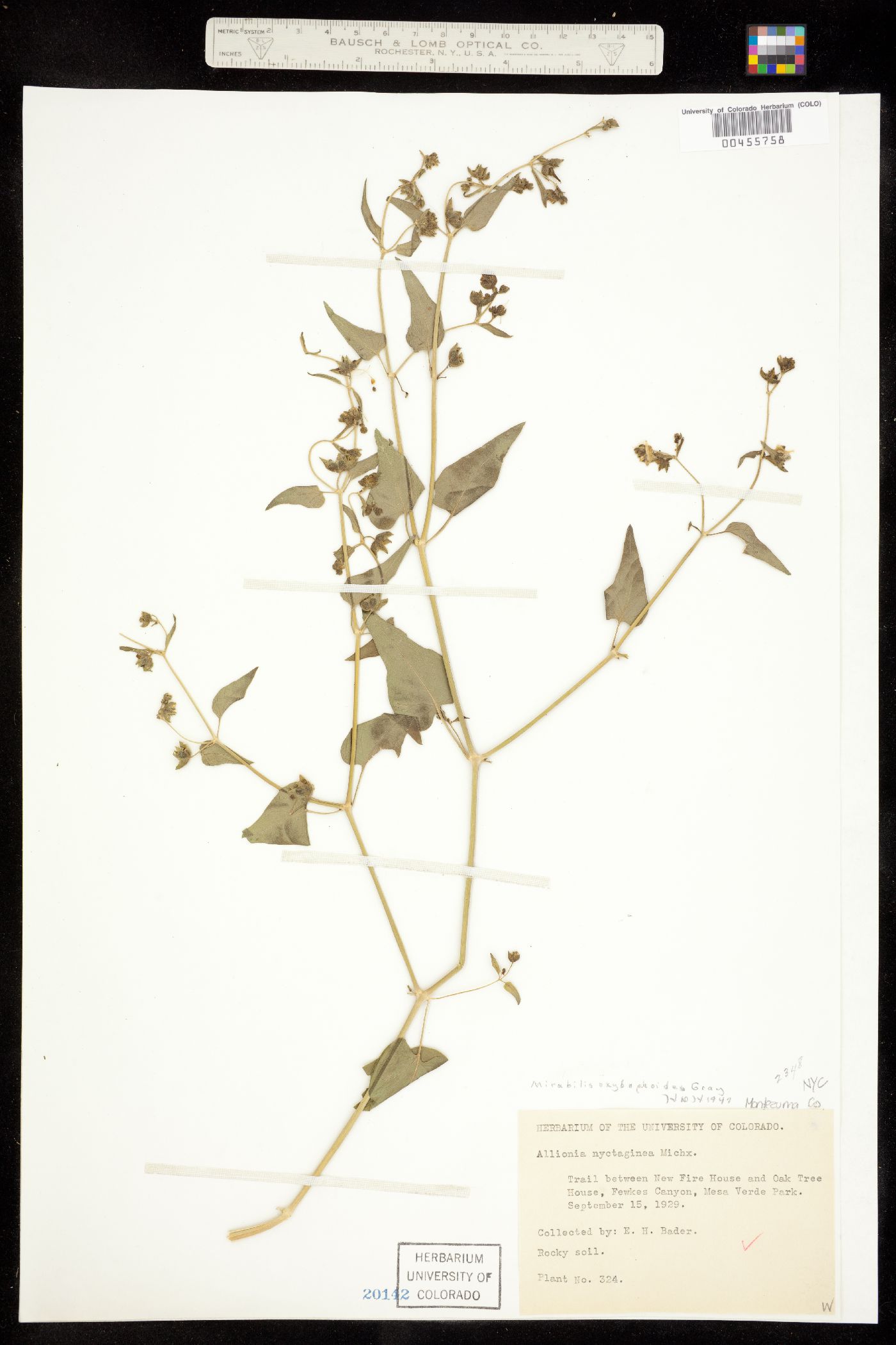 Mirabilis oxybaphoides image