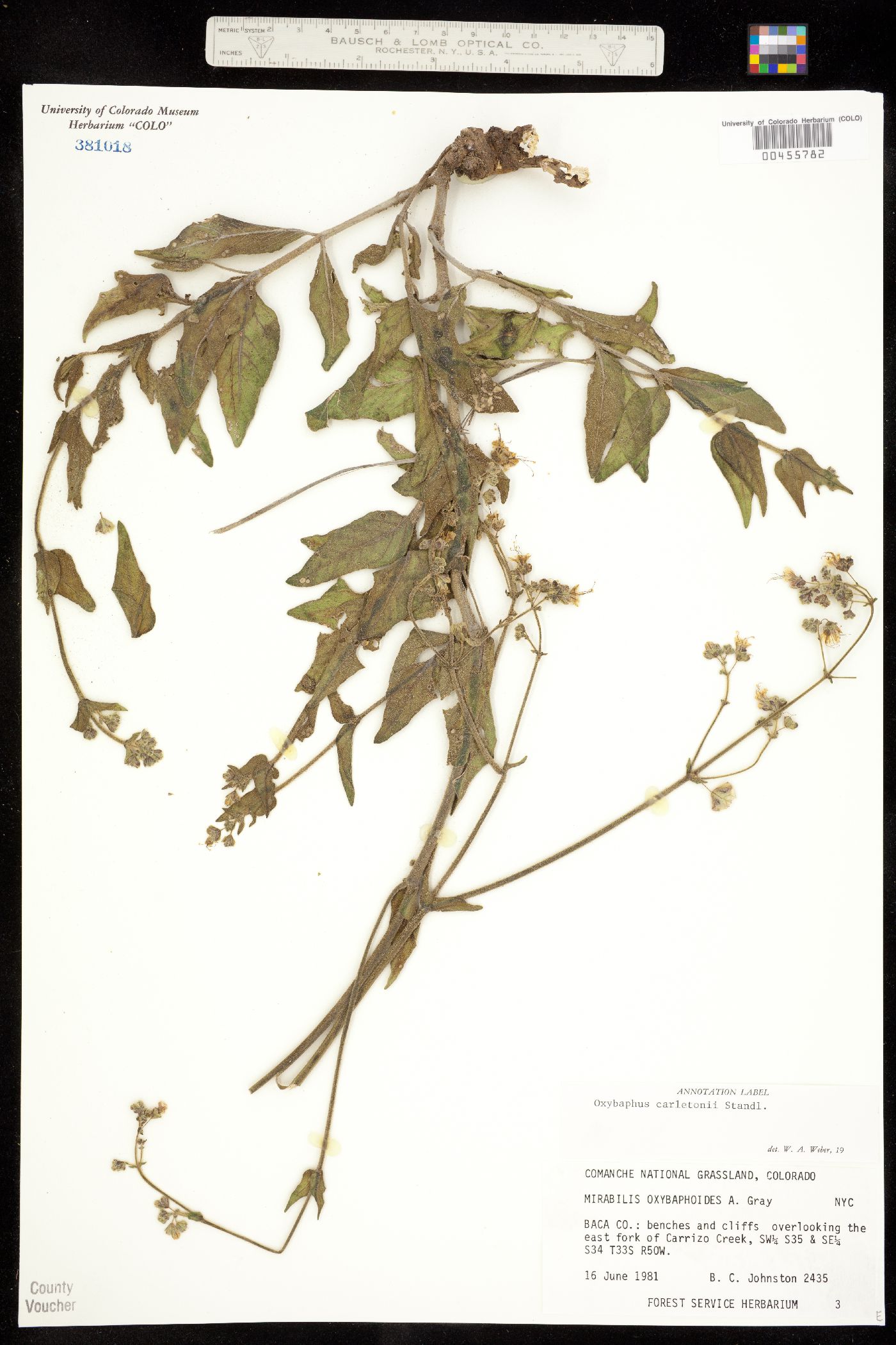 Nyctaginaceae image
