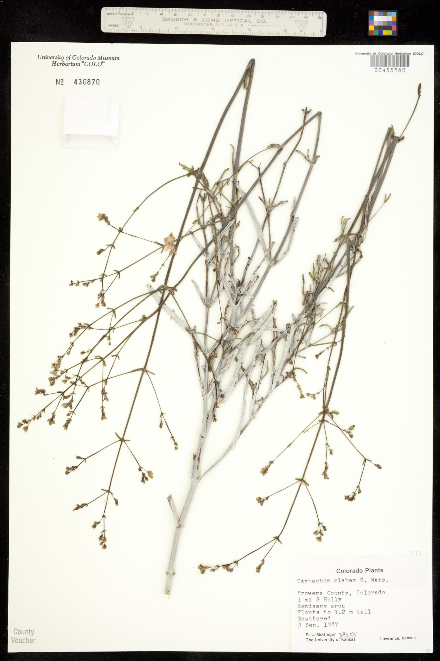 Mirabilis glabra image