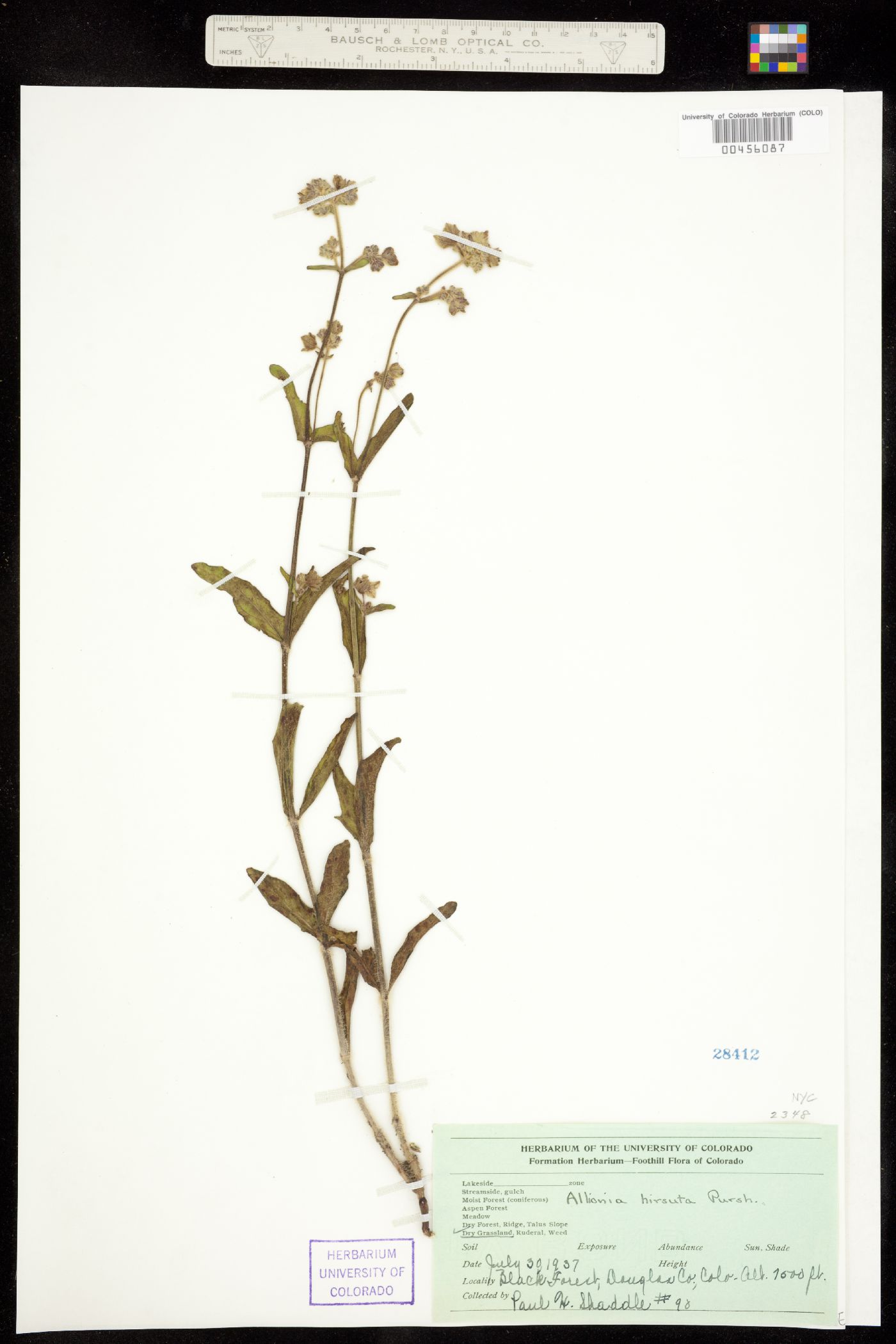 Mirabilis hirsuta image