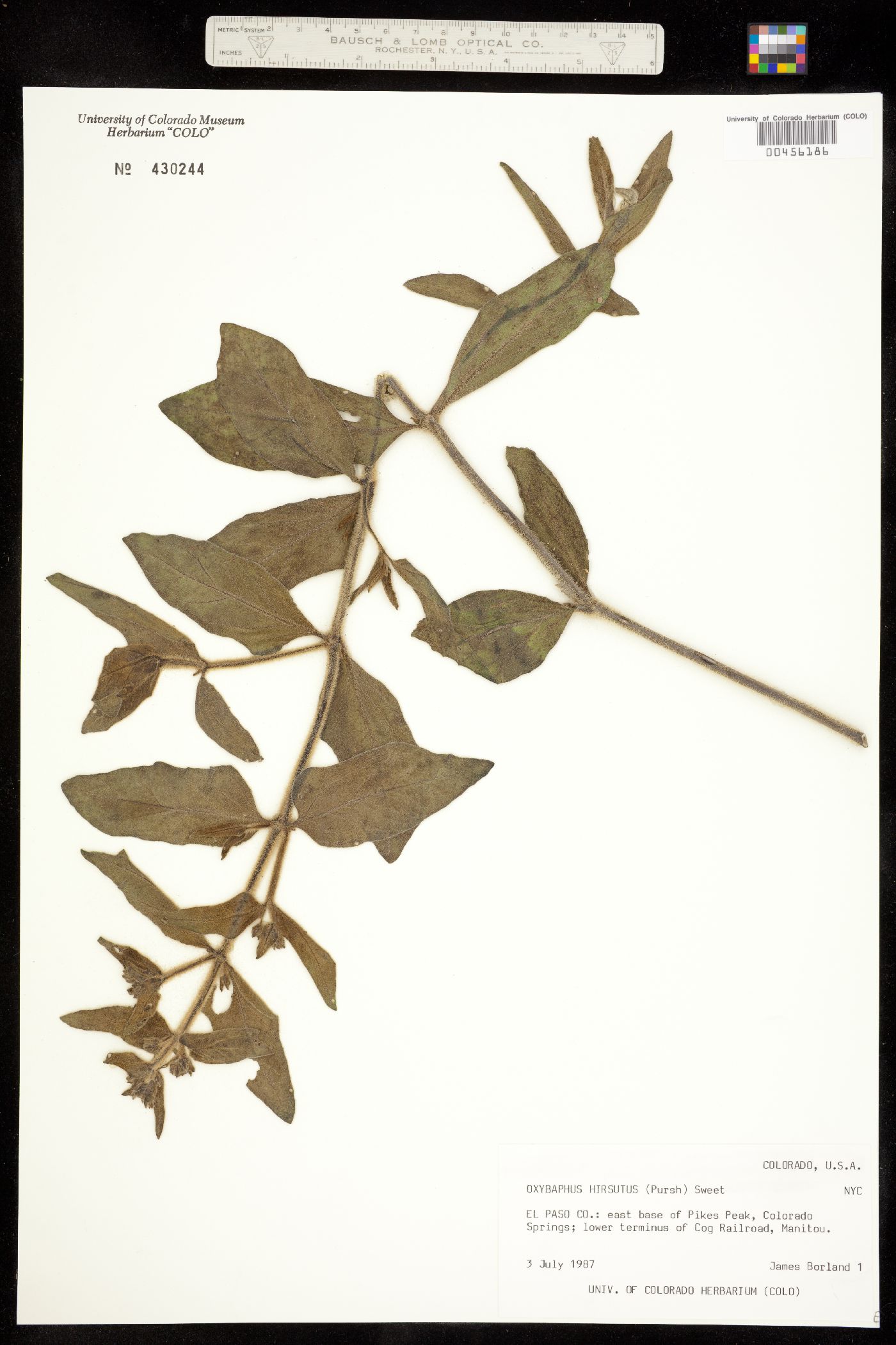 Mirabilis albida image