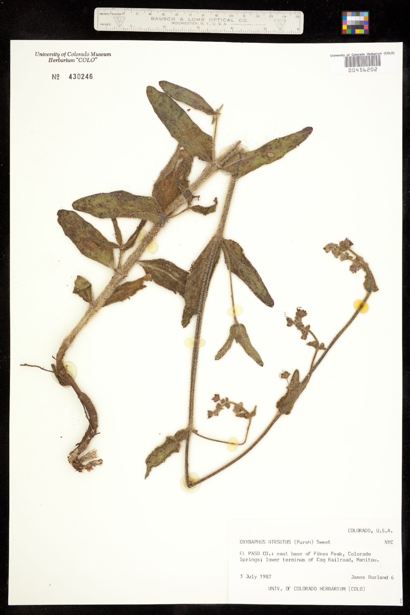 Mirabilis albida image