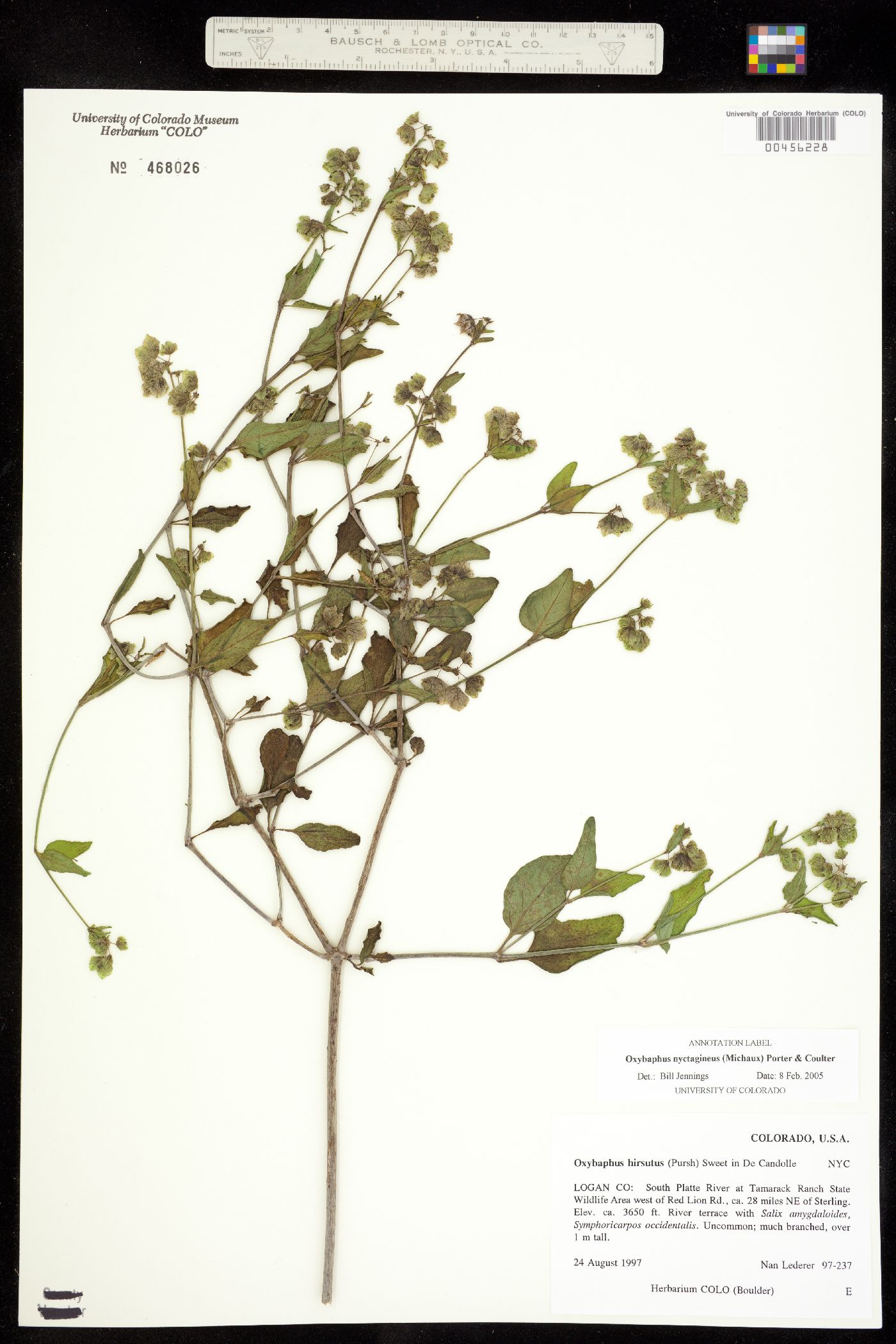 Mirabilis nyctaginea image