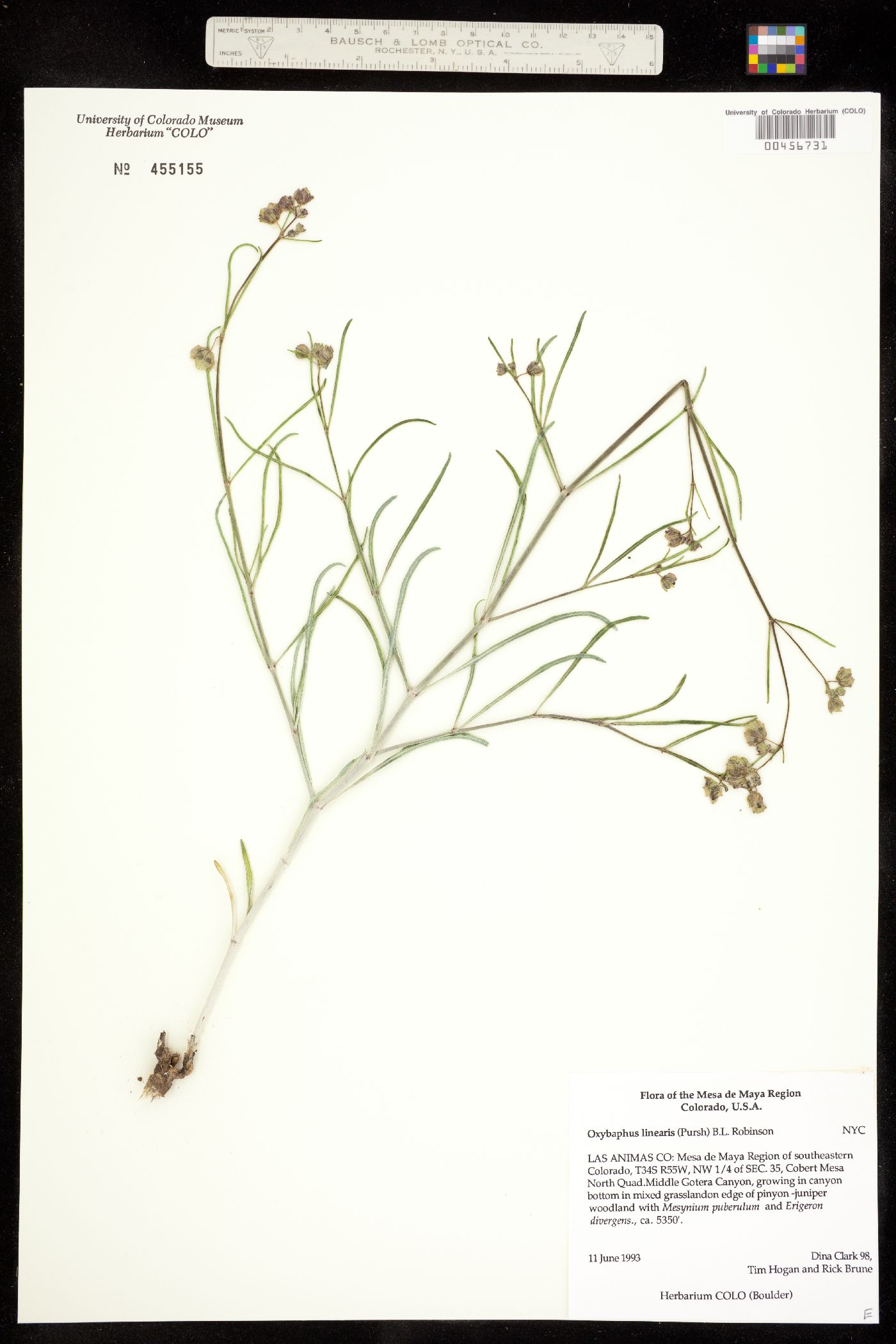 Oxybaphus image