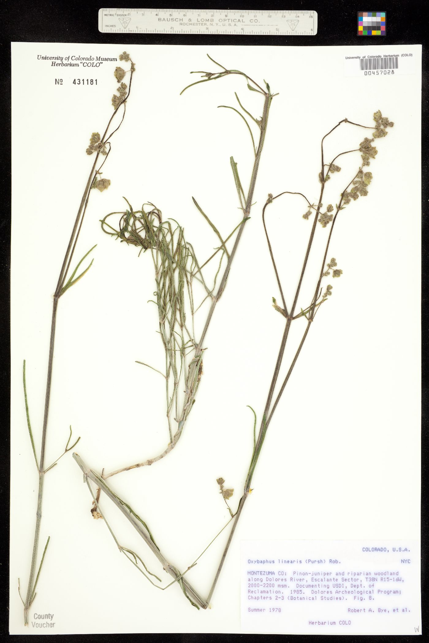 Mirabilis linearis var. linearis image