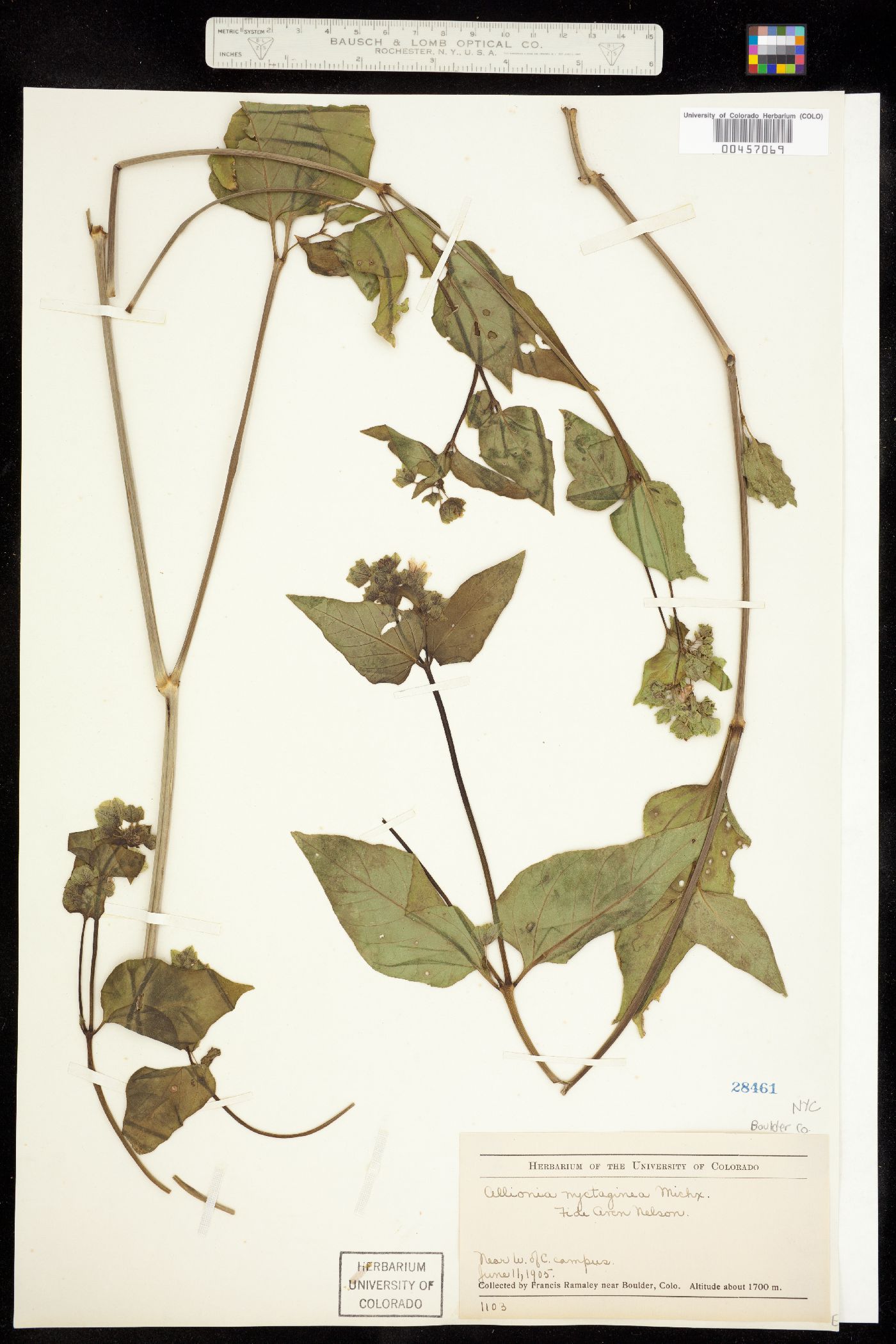 Mirabilis image