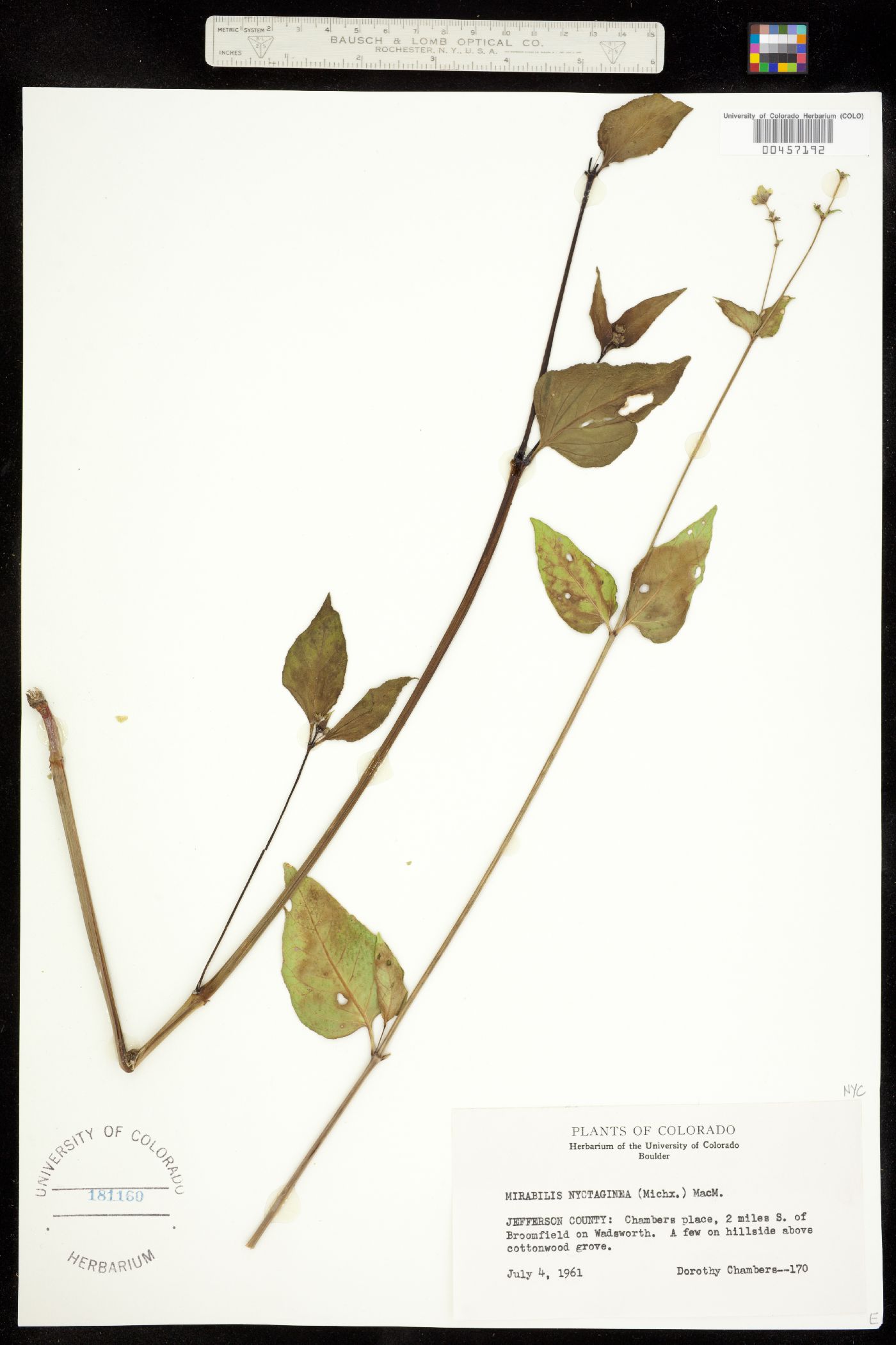 Nyctaginaceae image