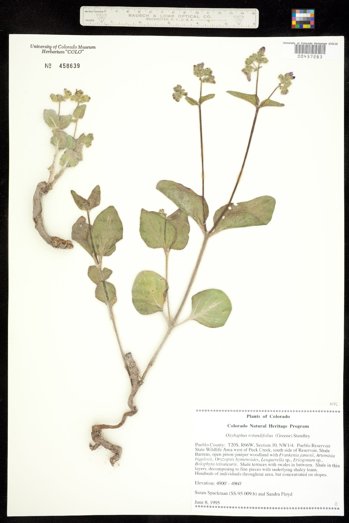 Mirabilis rotundifolia image