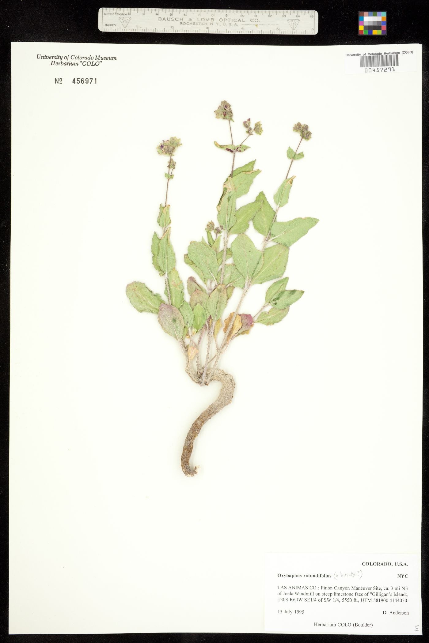 Mirabilis rotundifolia image