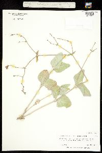 Image of Mirabilis rotundifolia