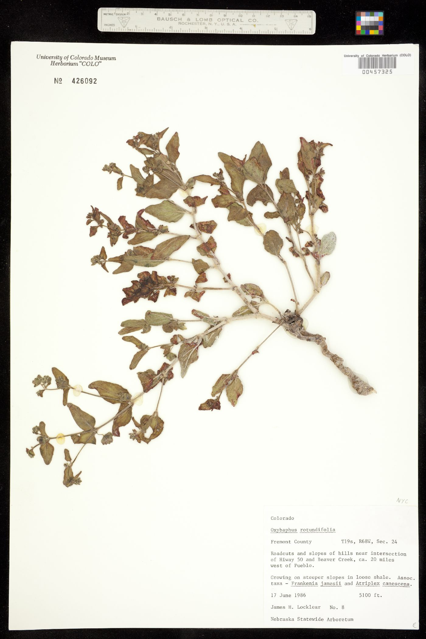 Mirabilis rotundifolia image