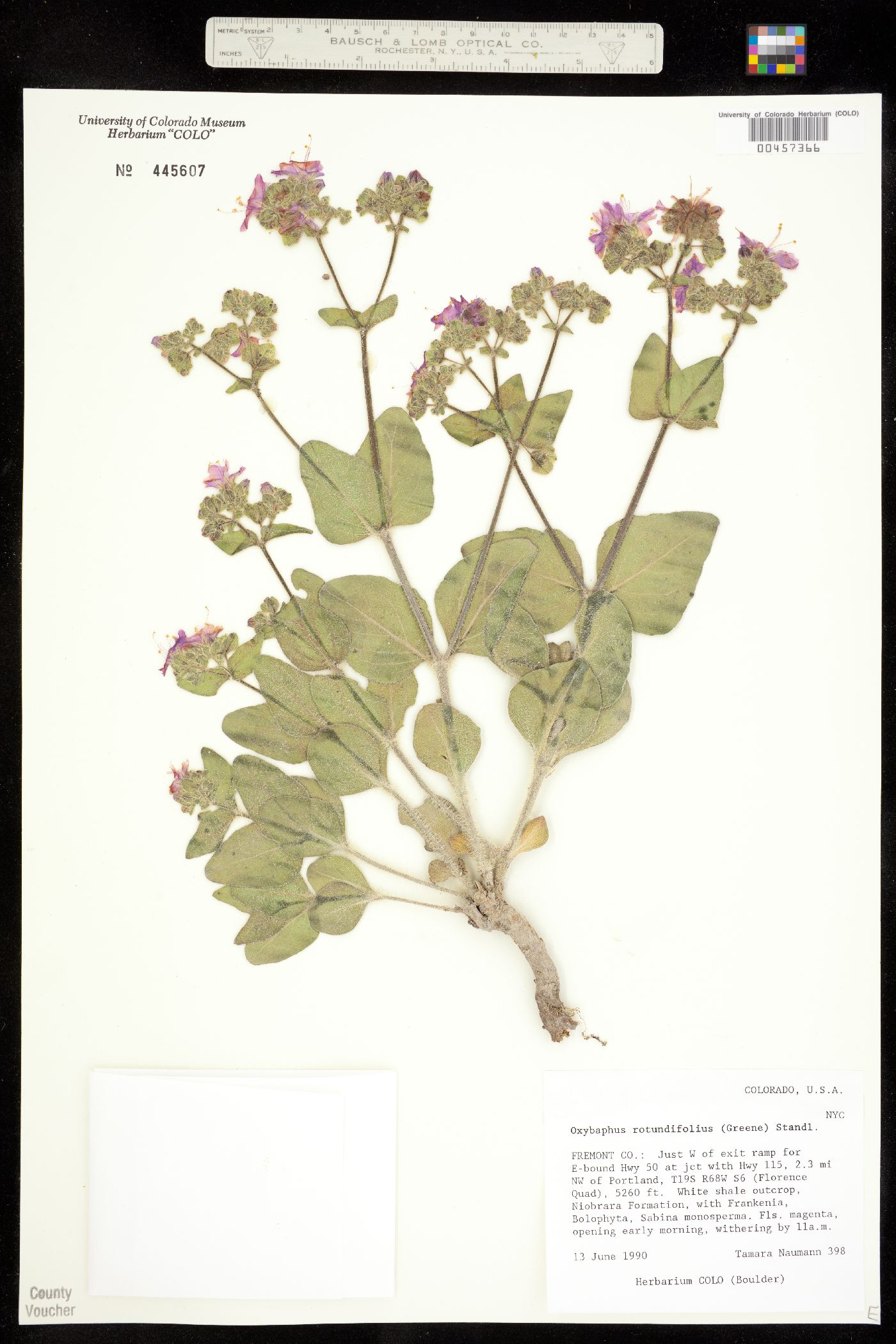 Mirabilis rotundifolia image