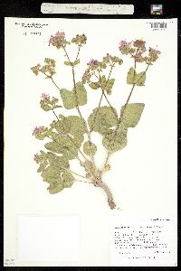 Mirabilis rotundifolia image
