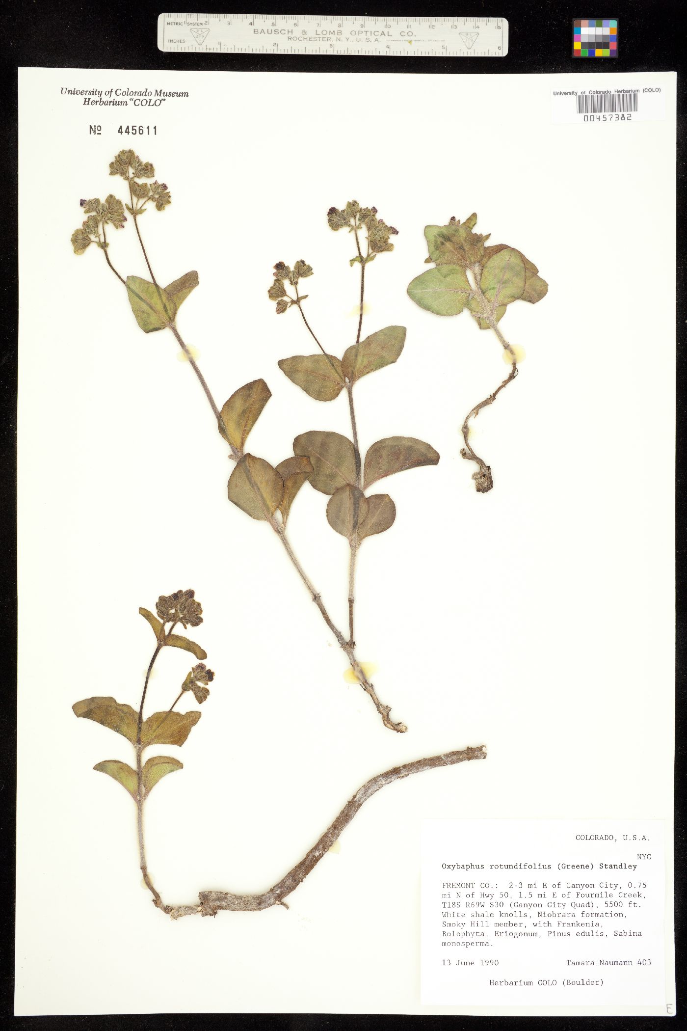 Oxybaphus rotundifolius image