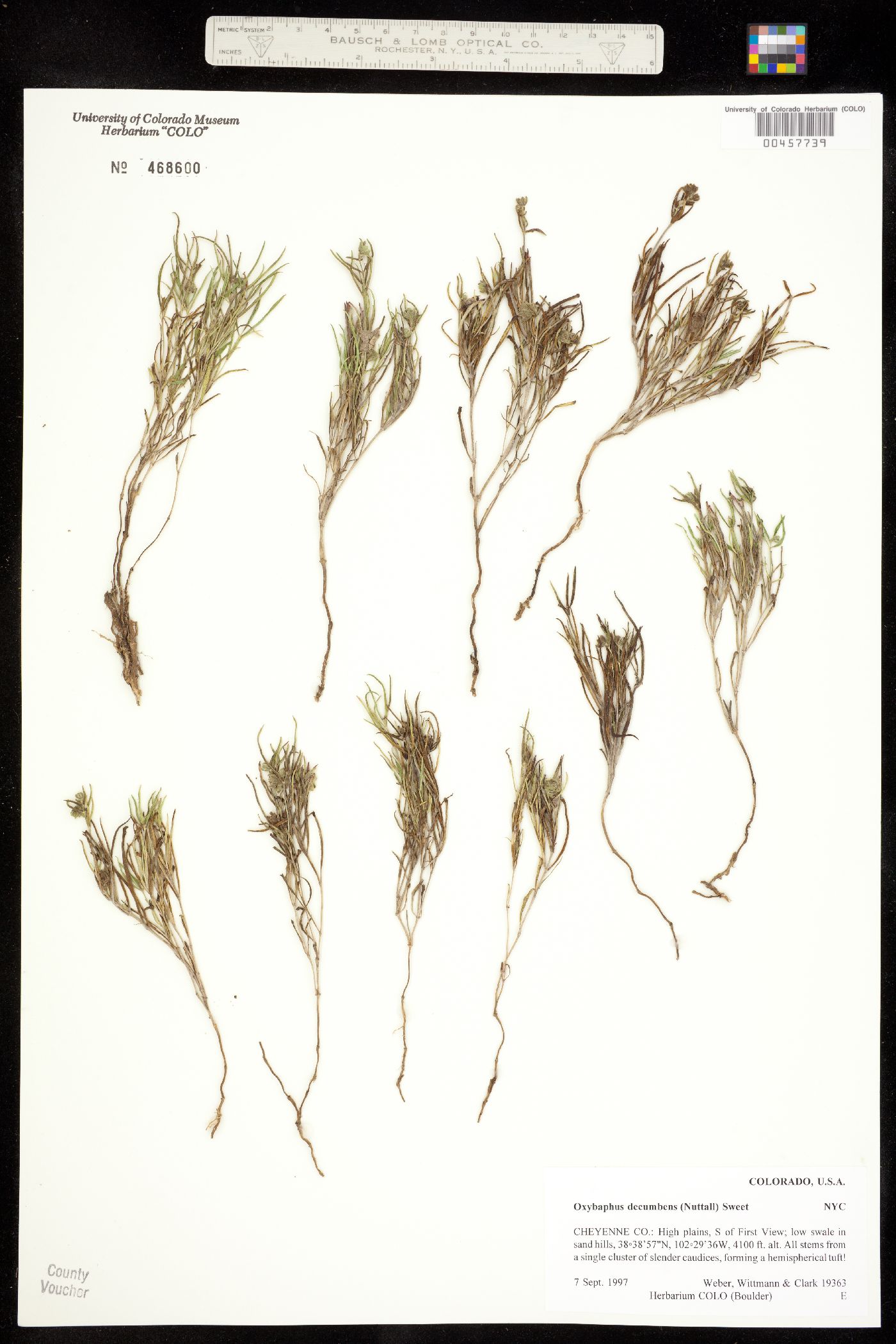 Mirabilis linearis image