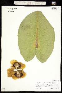 Nuphar lutea ssp. polysepala image