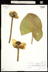 Nuphar lutea ssp. polysepala image
