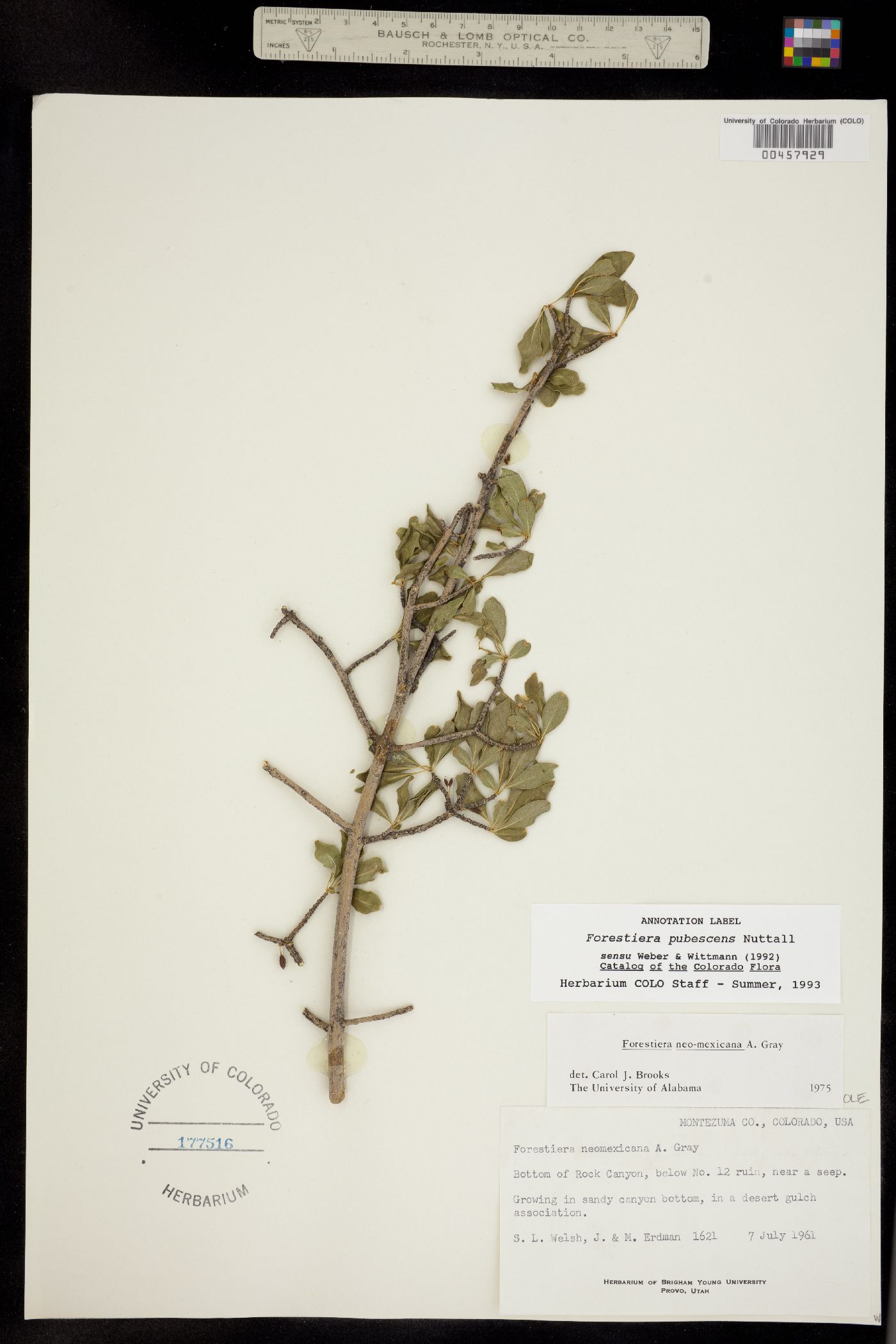 Forestiera pubescens image