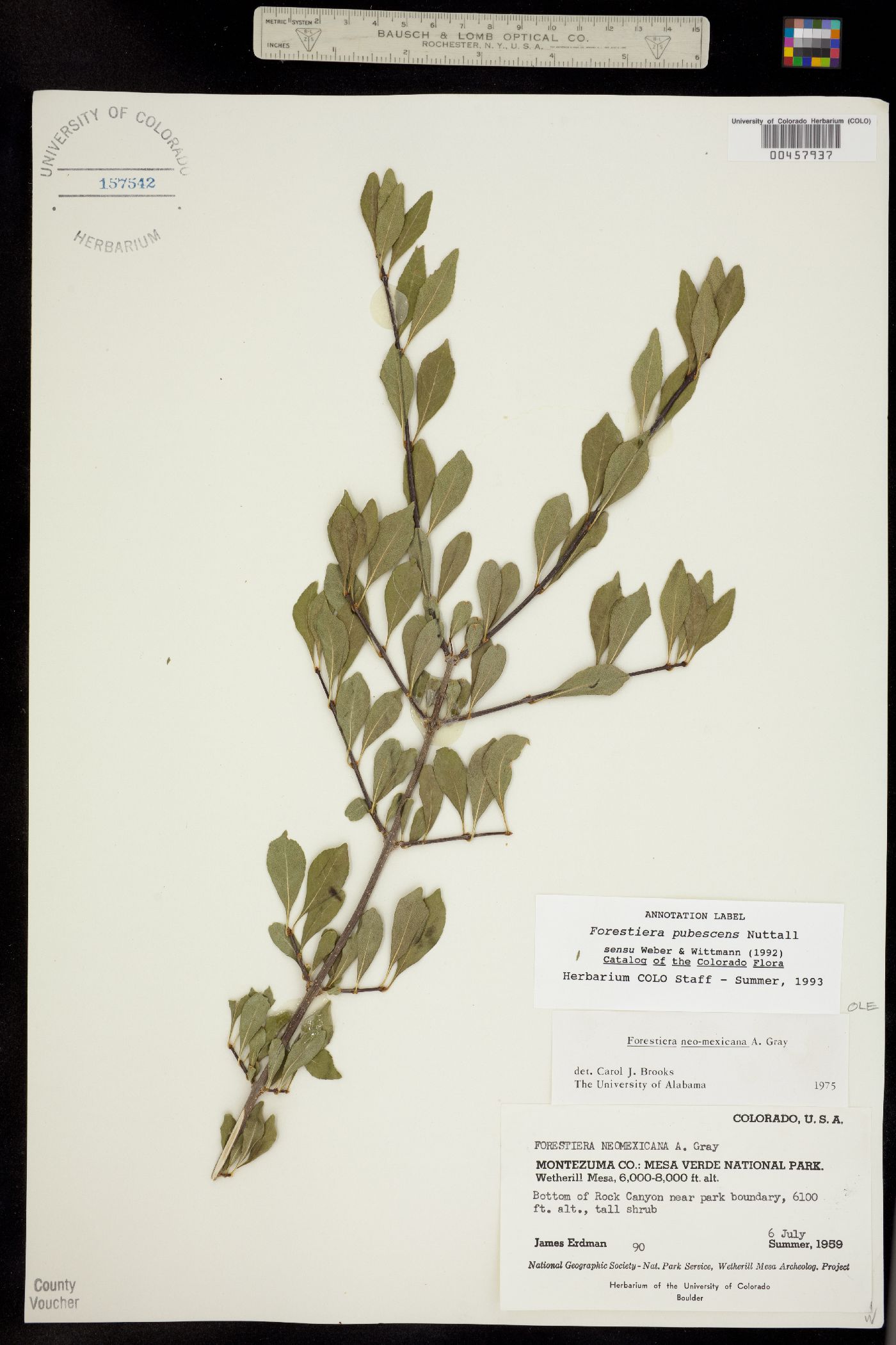 Forestiera pubescens image
