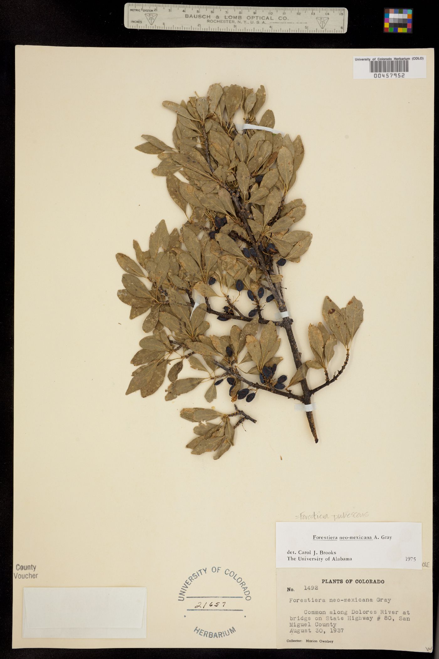 Forestiera pubescens image