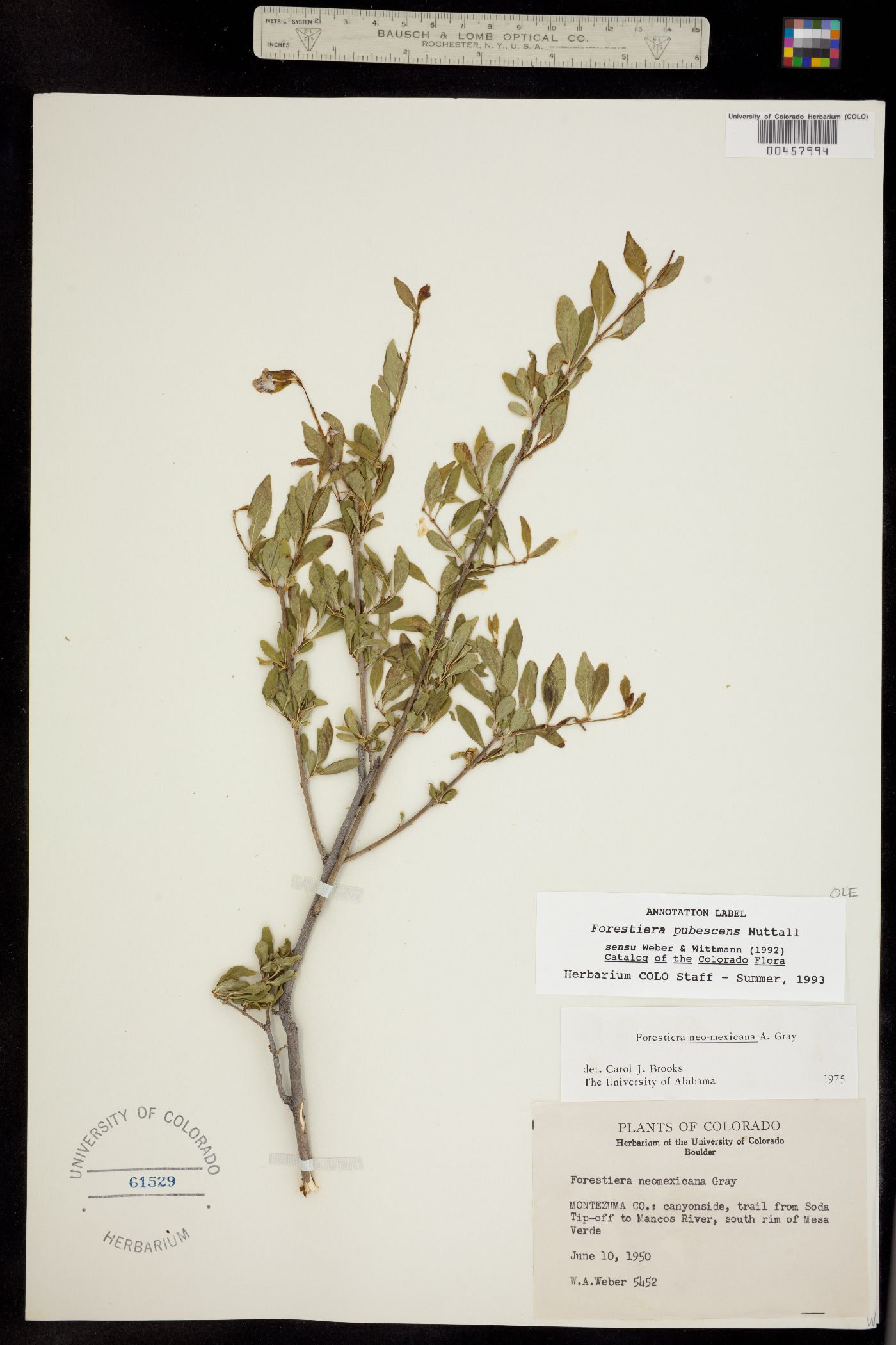 Forestiera pubescens image