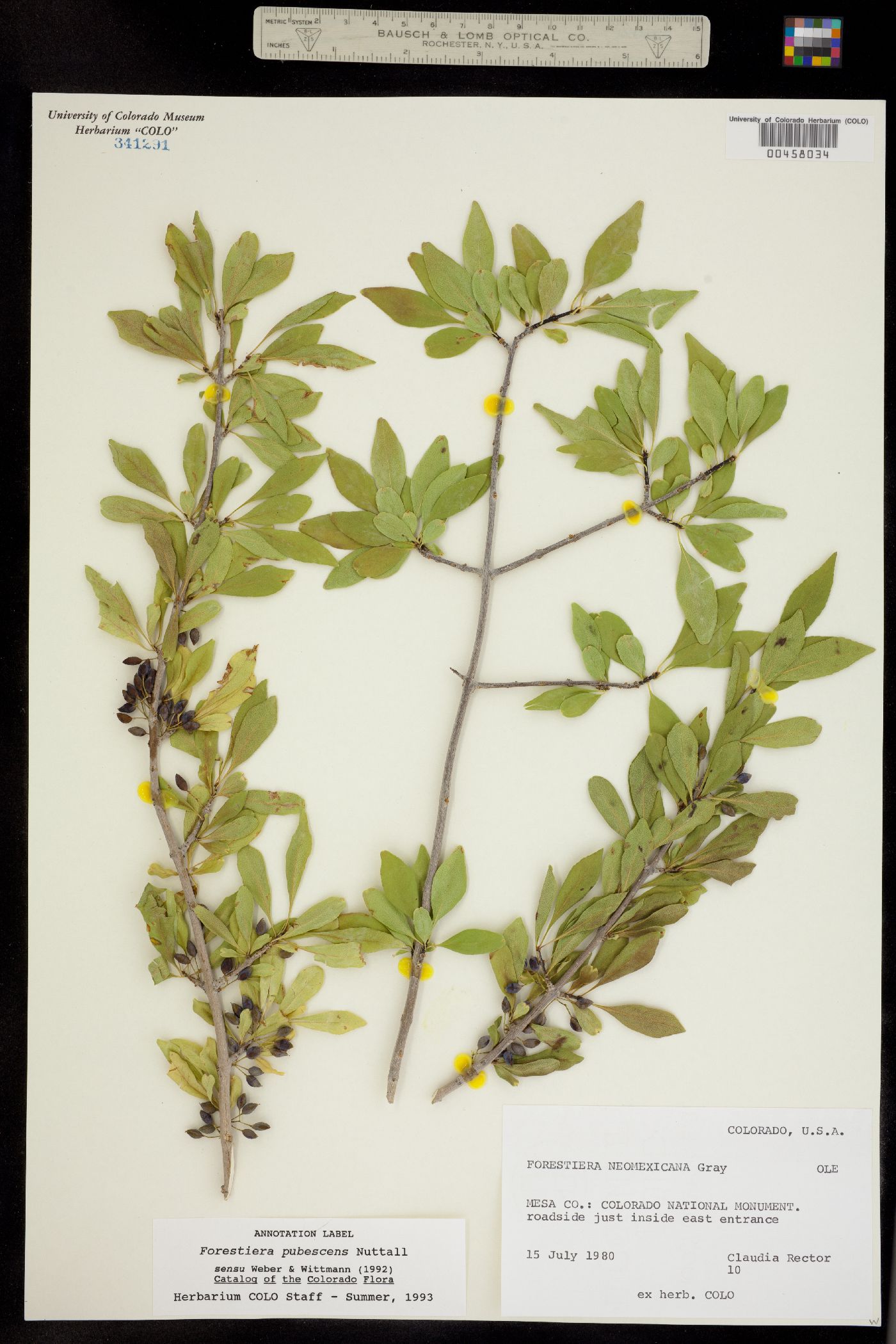 Forestiera pubescens image