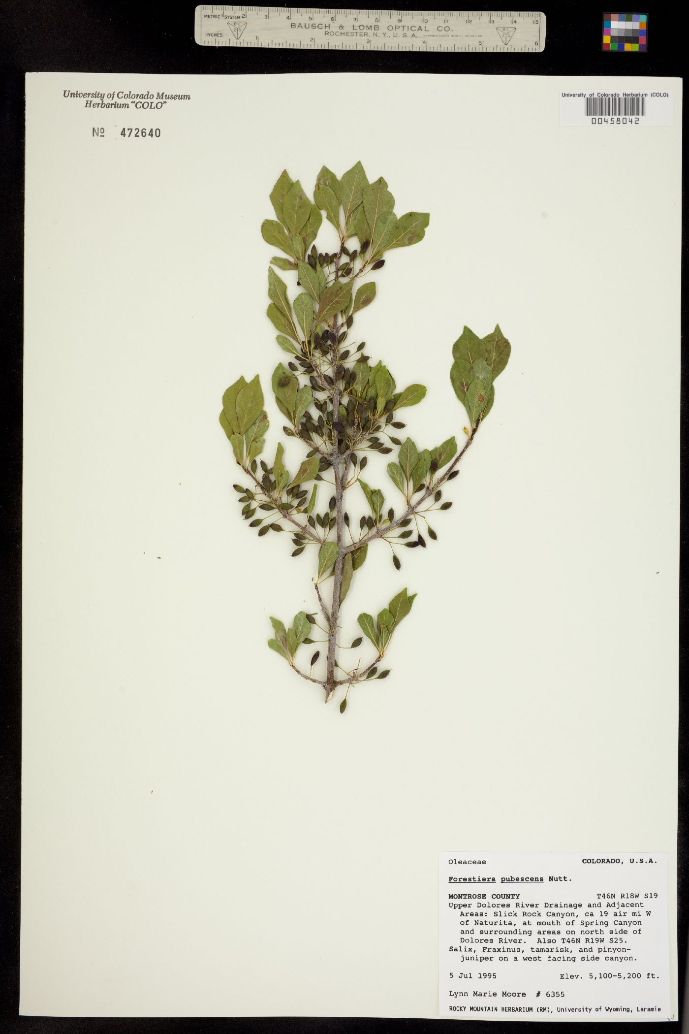 Forestiera pubescens image