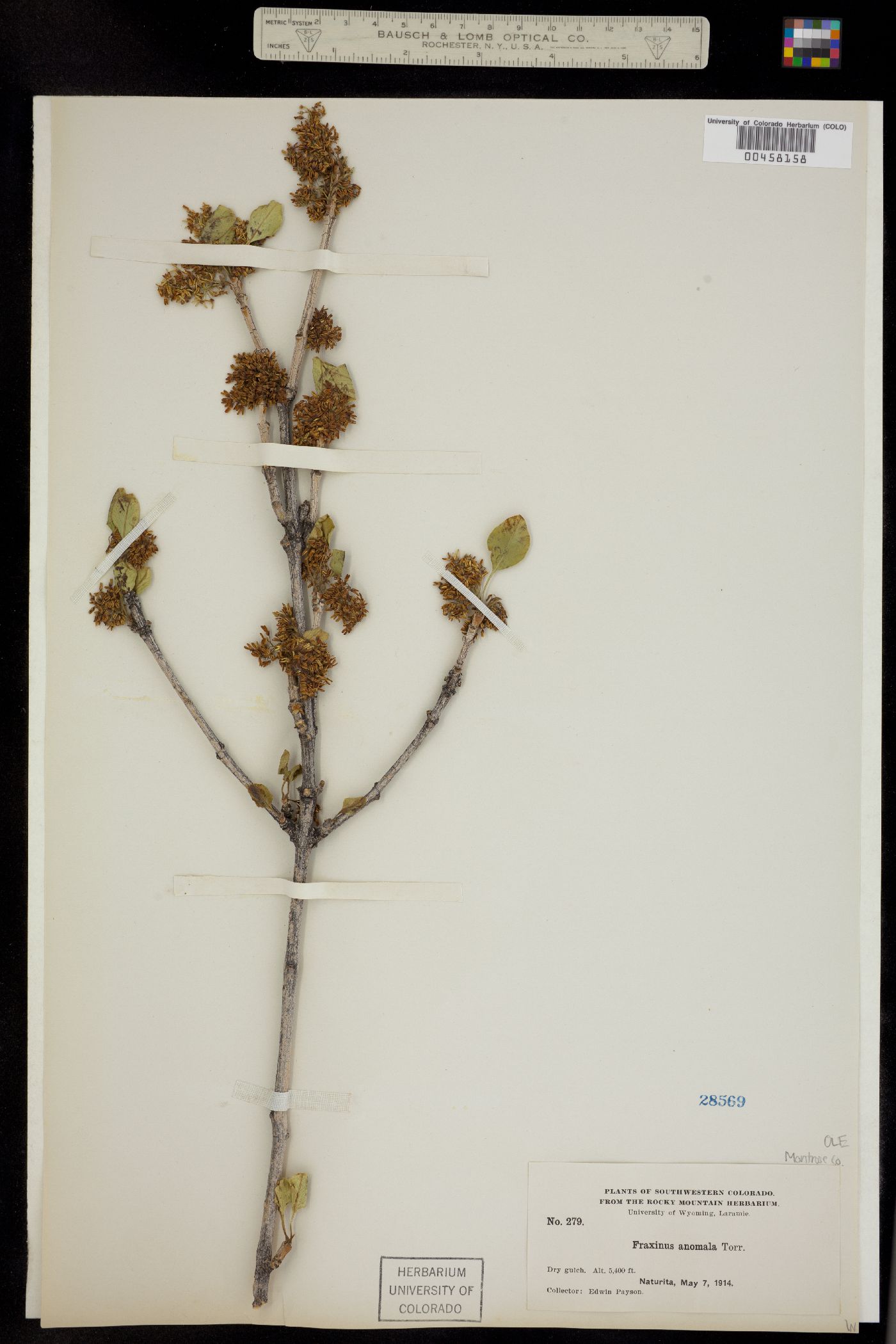 Fraxinus anomala image
