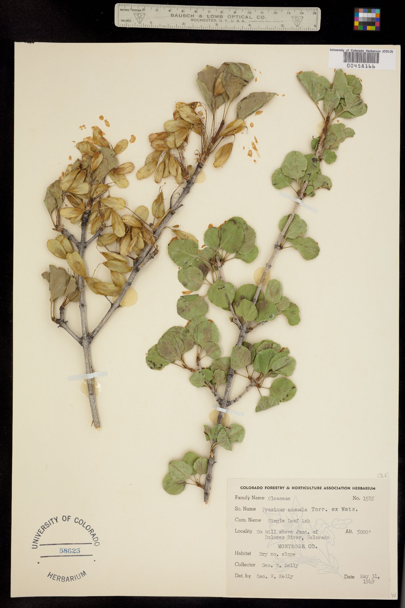 Fraxinus anomala image