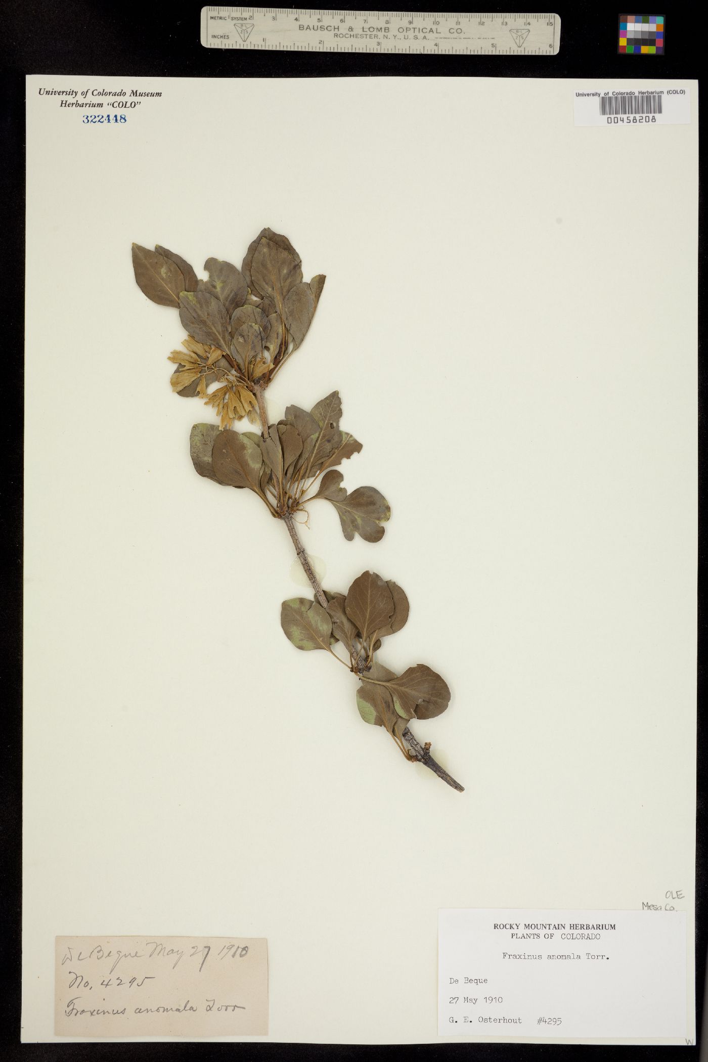 Fraxinus anomala image