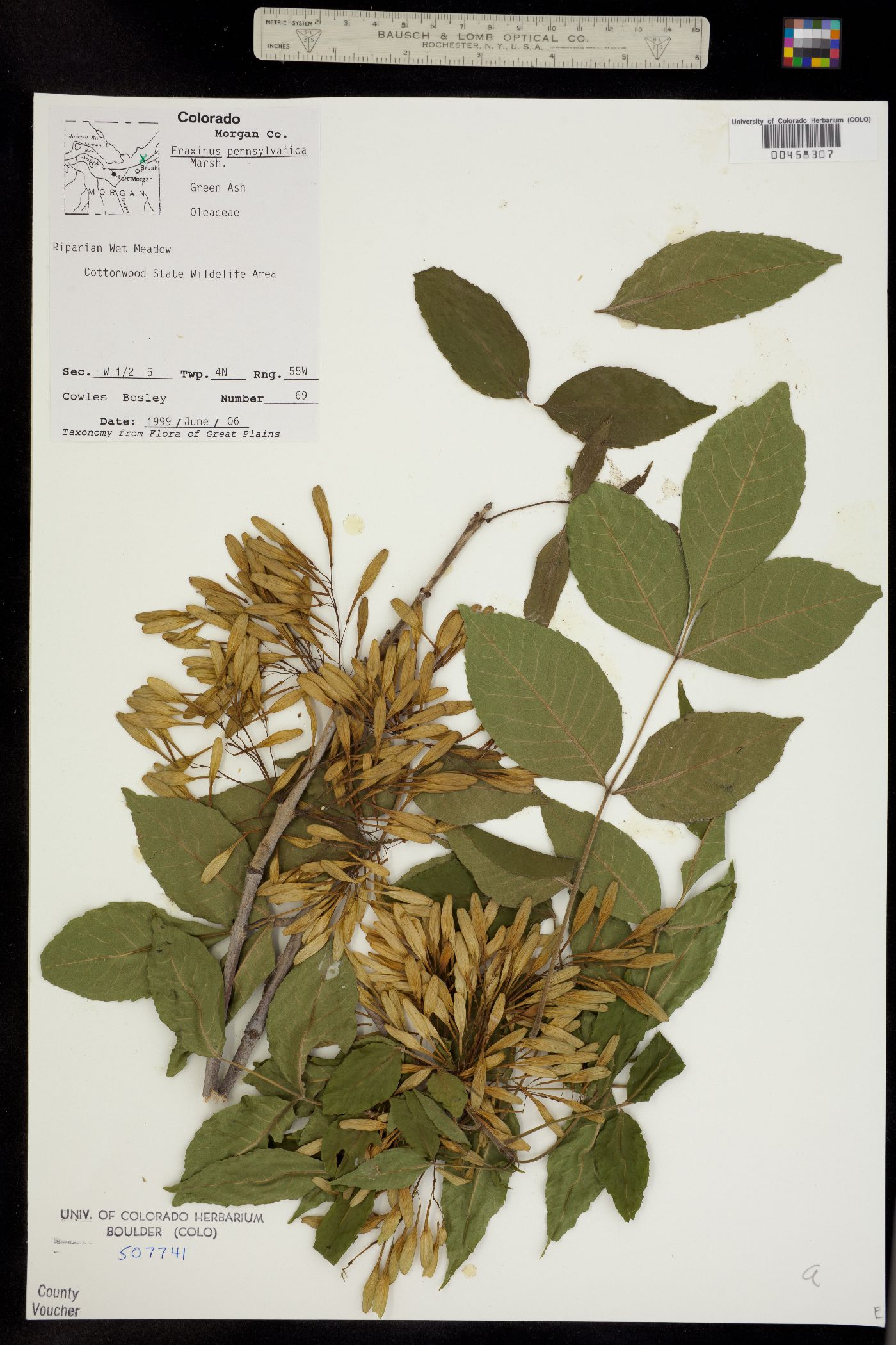 Fraxinus pennsylvanica image