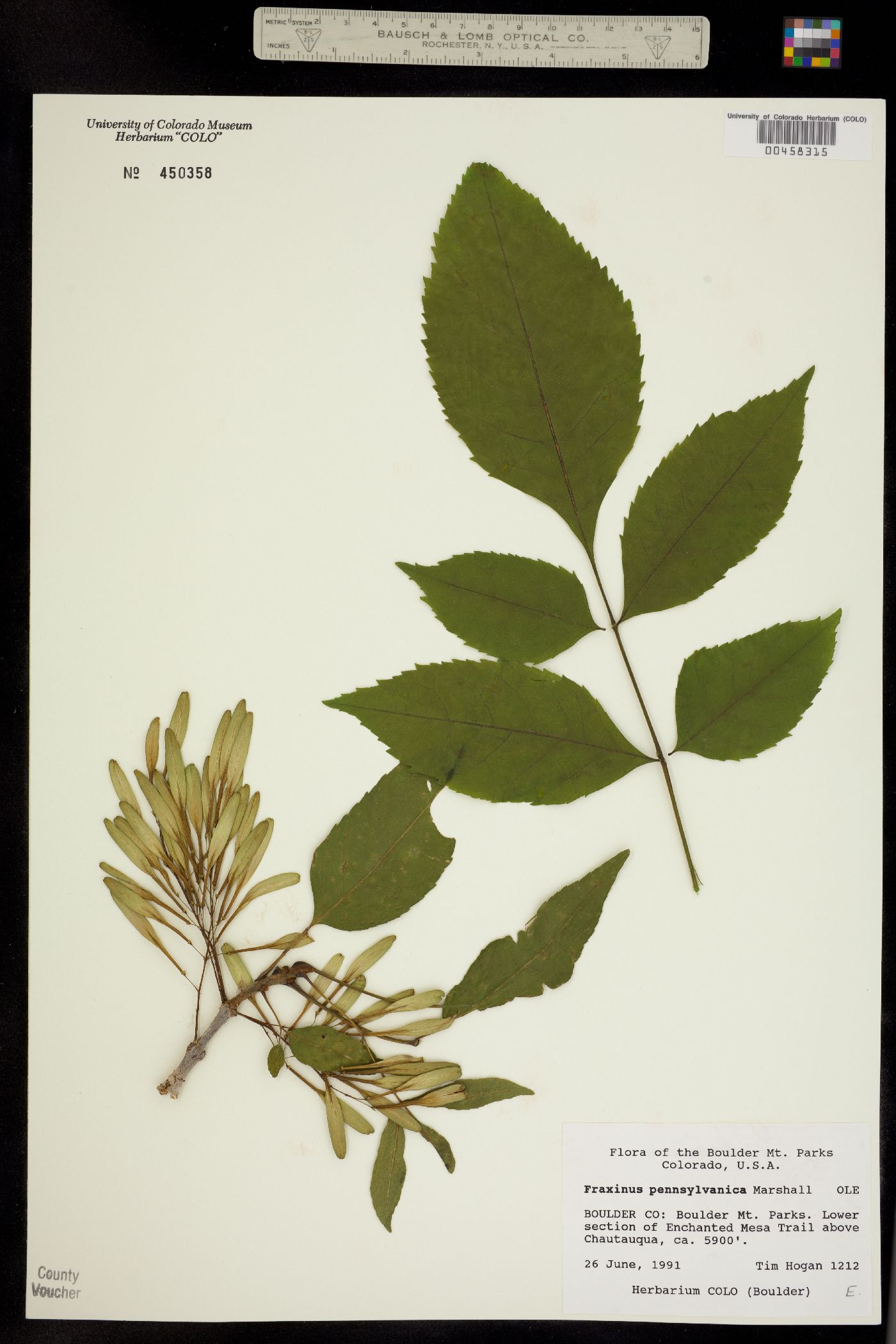 Fraxinus image