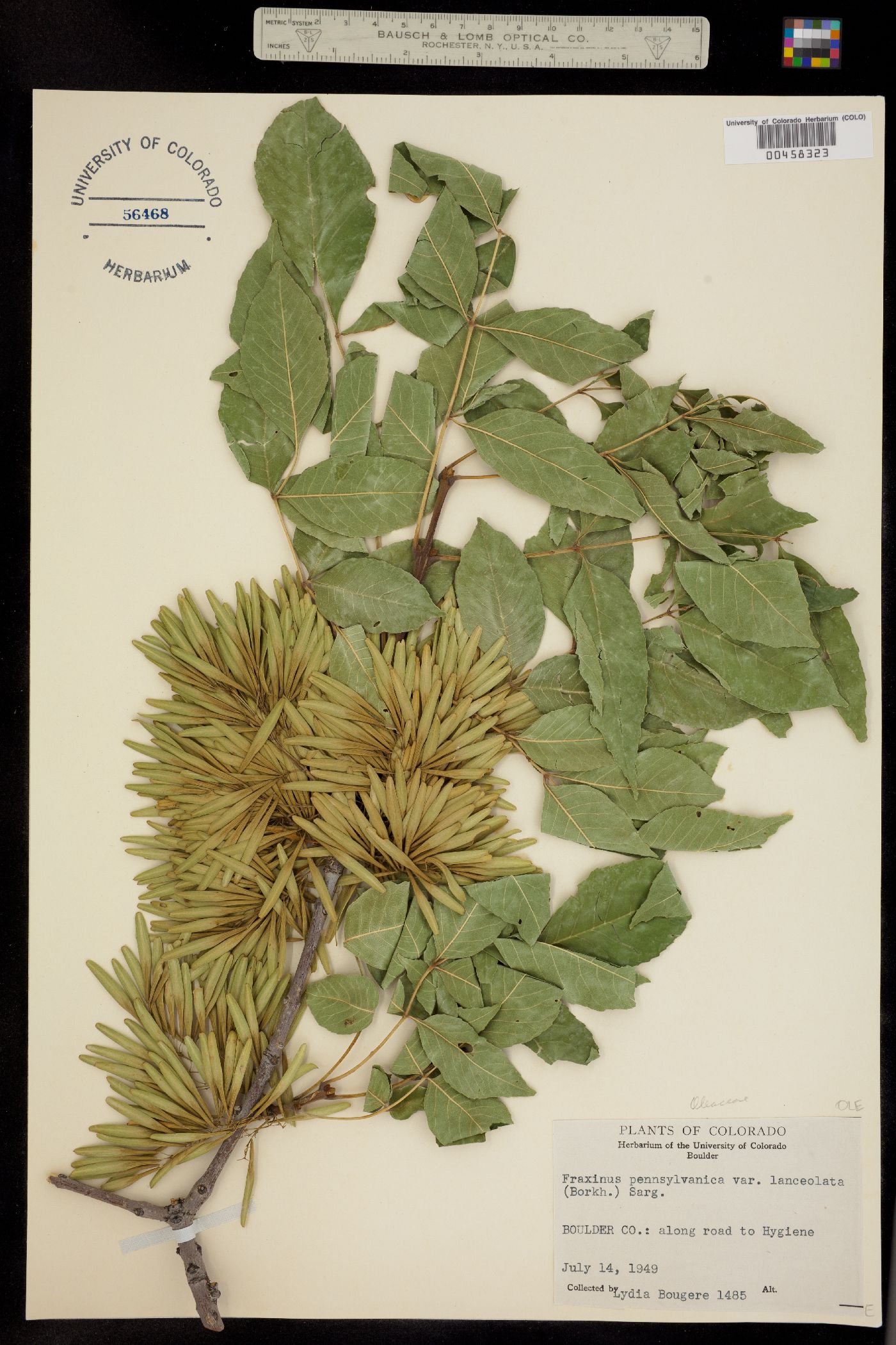 Fraxinus pennsylvanica image