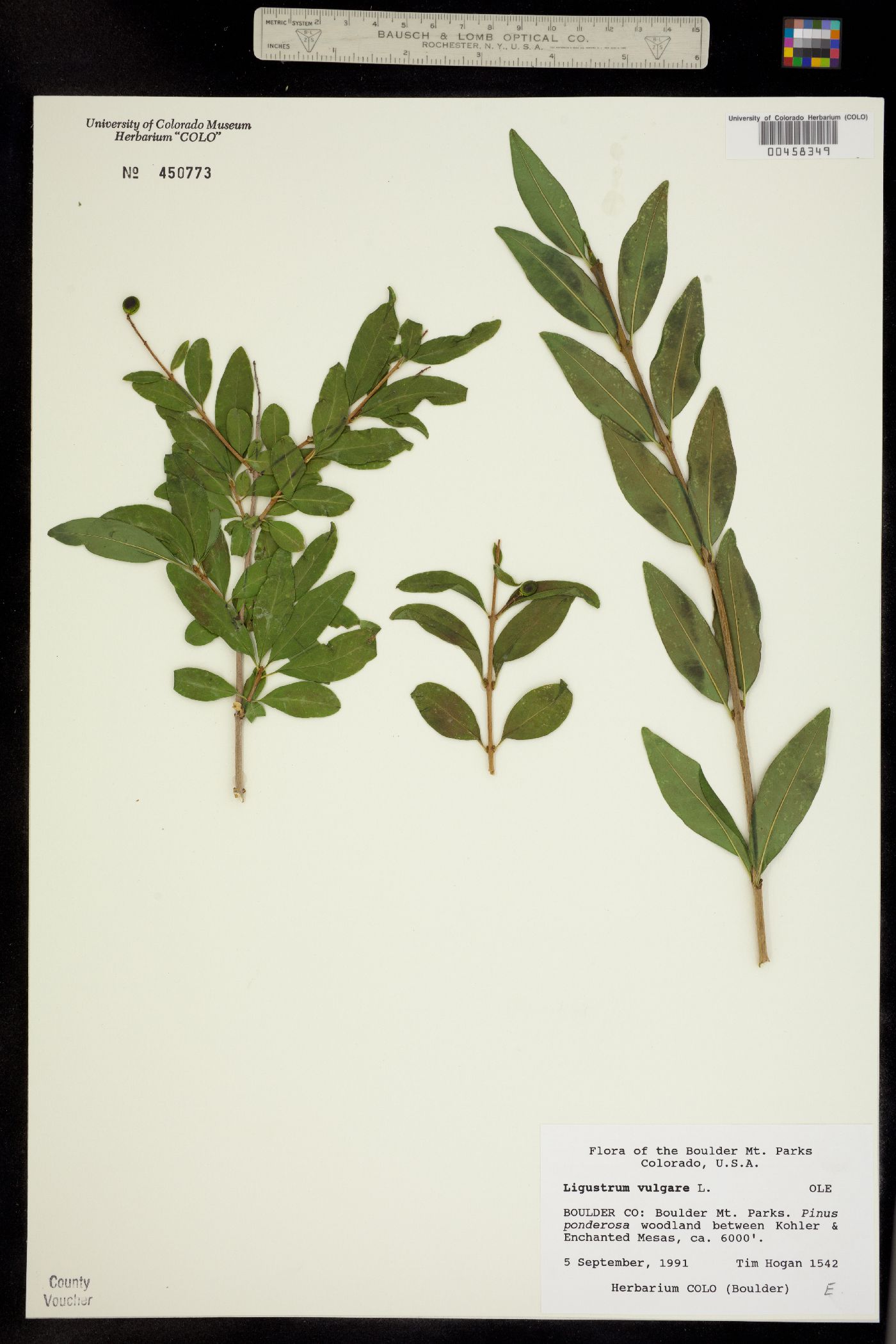 Ligustrum vulgare image