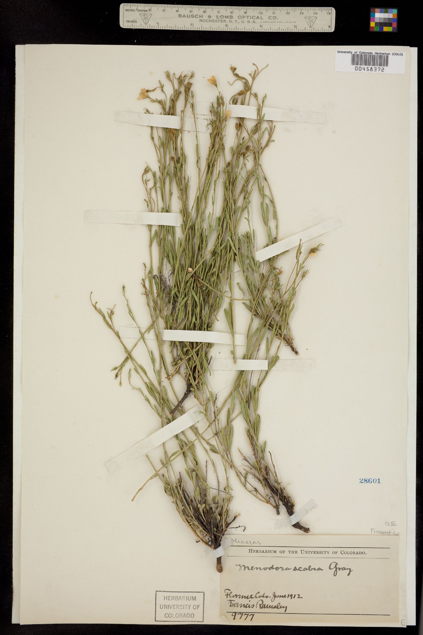 Menodora scabra image