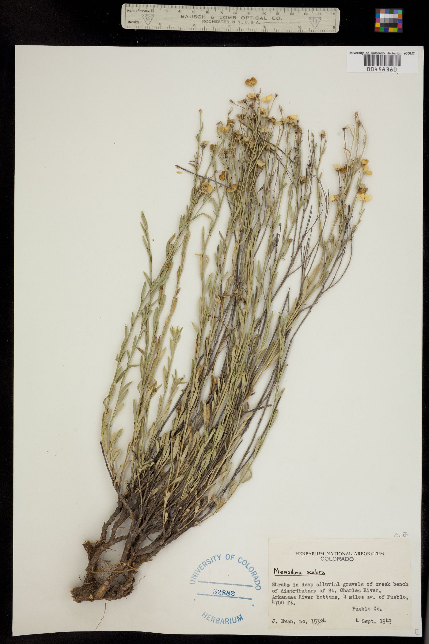 Menodora scabra image